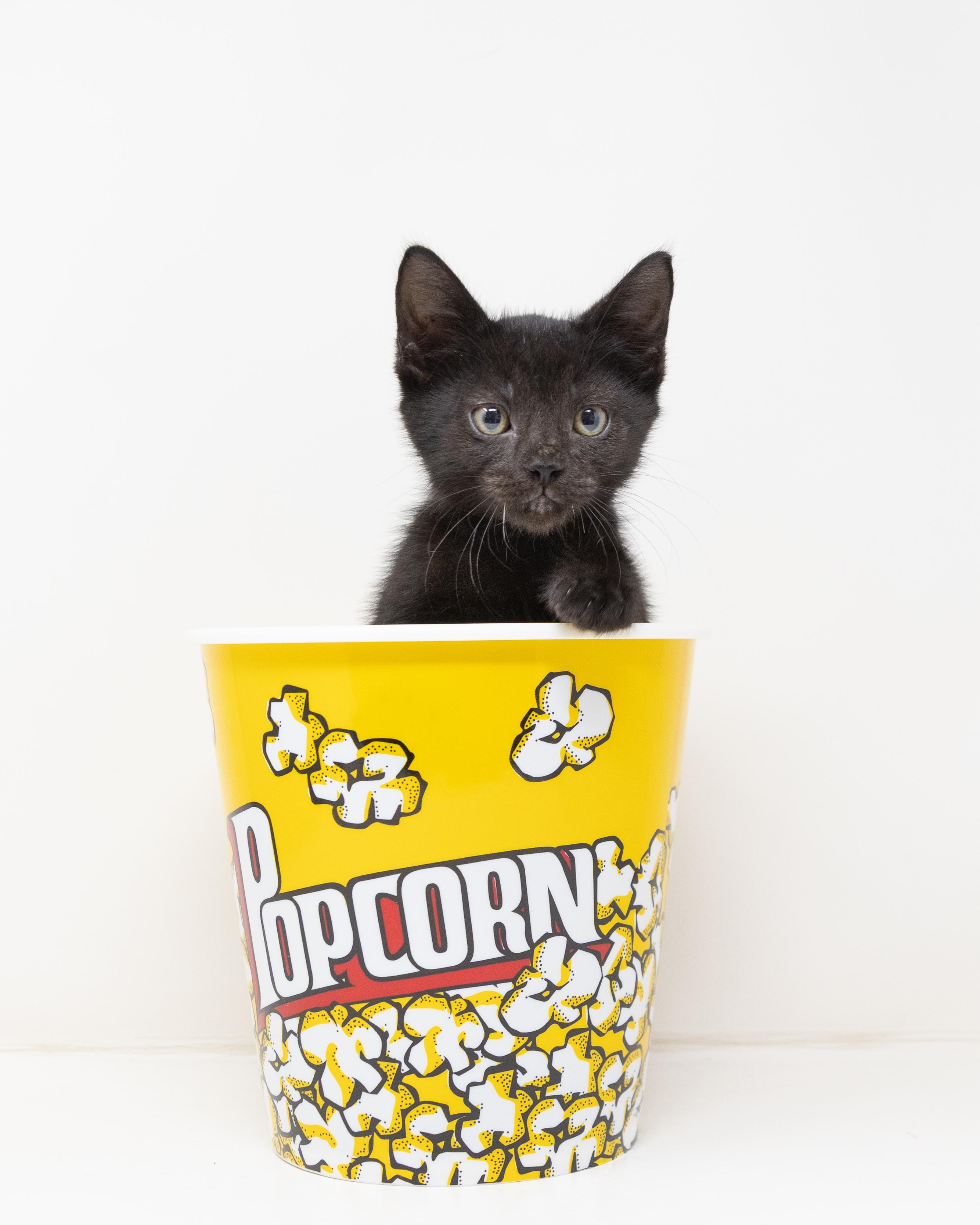 Enlarge Jupiter, a ADOPTABLE Domestic Short Hair in Dallas, TX image 3/5