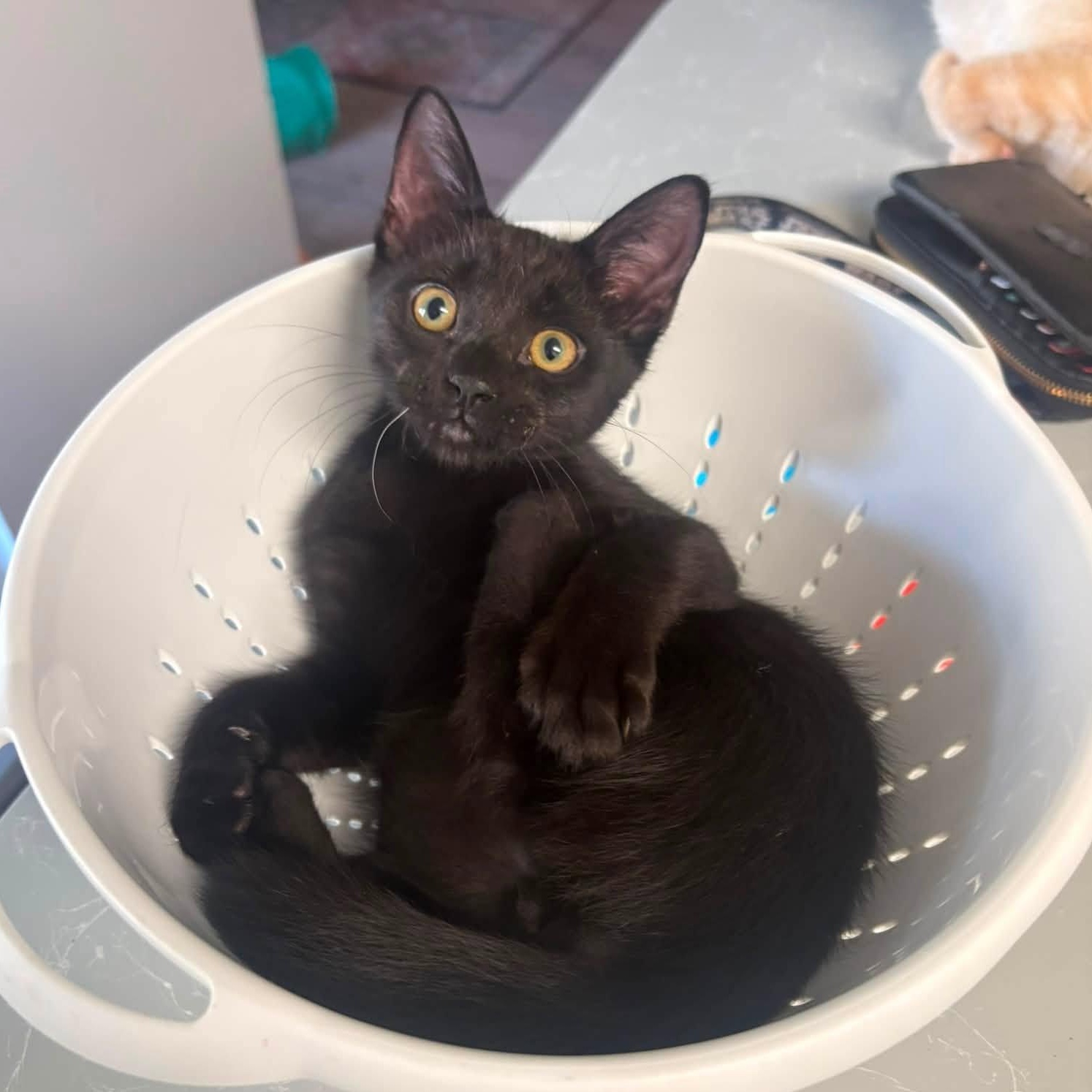 Jupiter, ADOPTABLE, Kitten Male Domestic Short Hair.