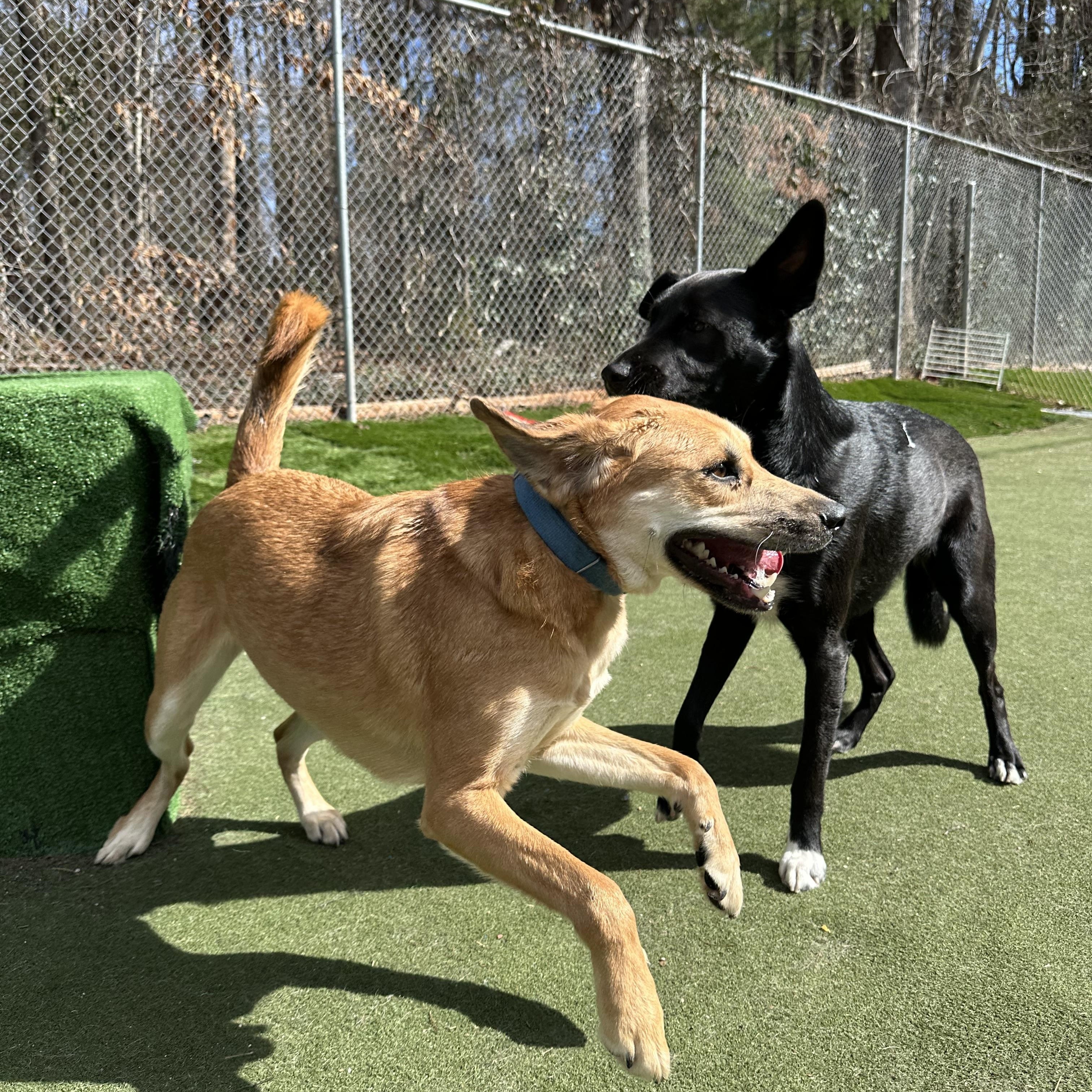 Zayne, an adoptable mixed breed in Charlotte, NC image 3/5