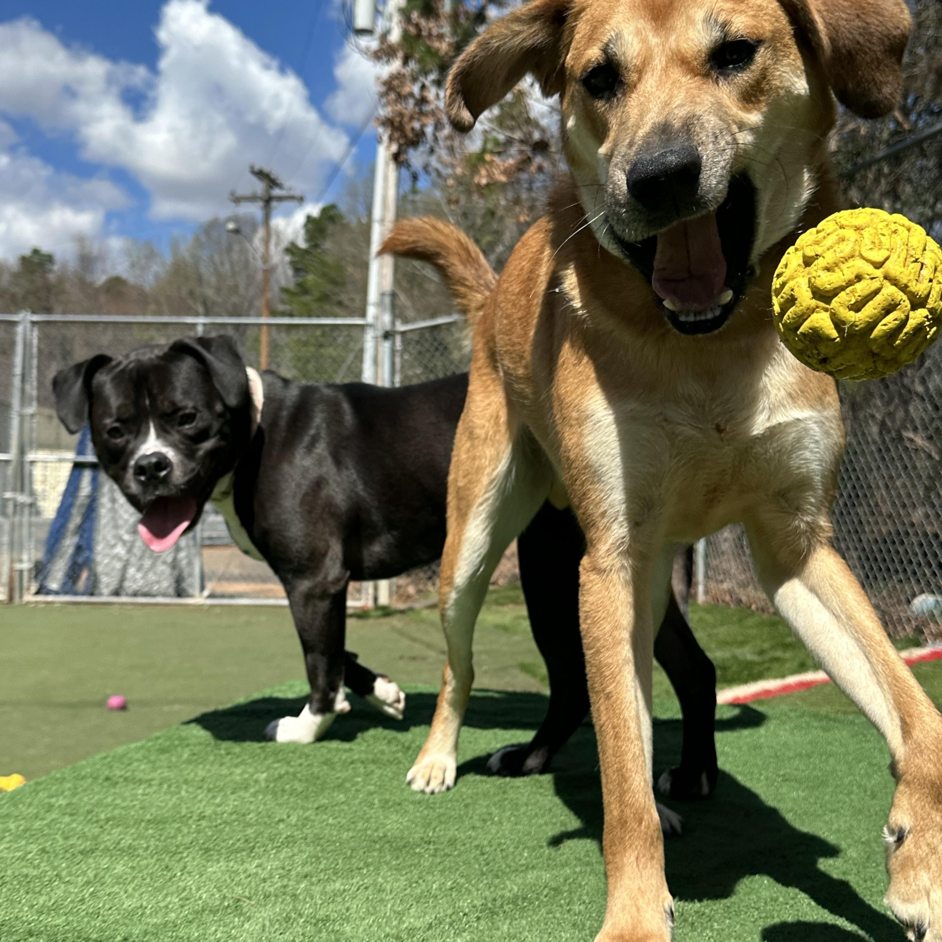 Zayne, an adoptable mixed breed in Charlotte, NC image 4/5