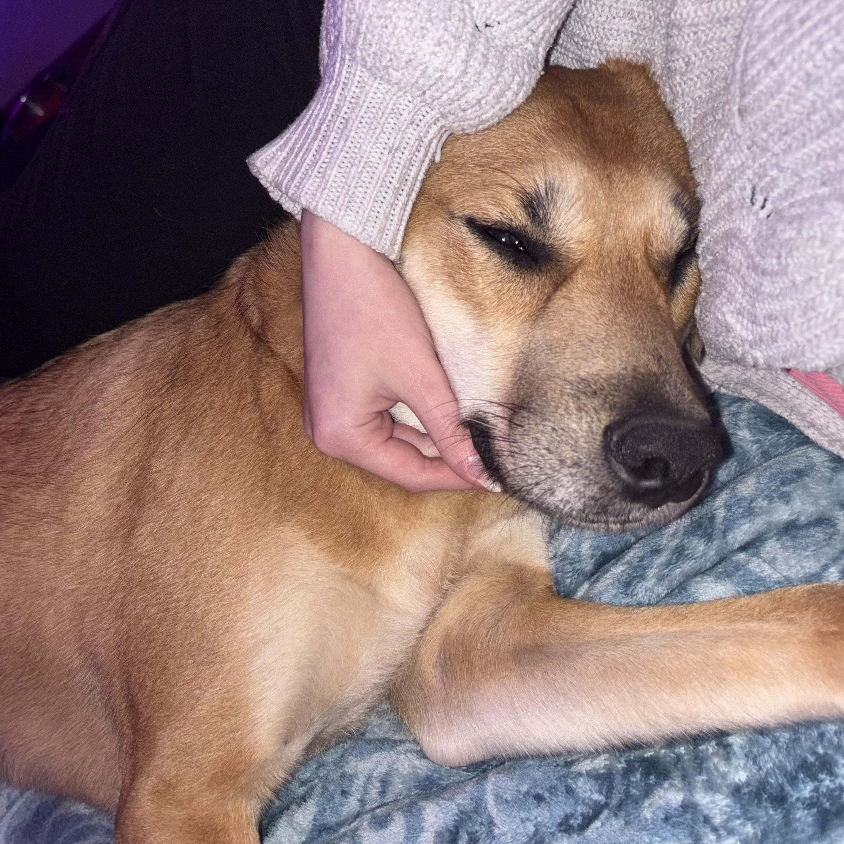 Zayne, an adoptable mixed breed in Charlotte, NC image 5/5