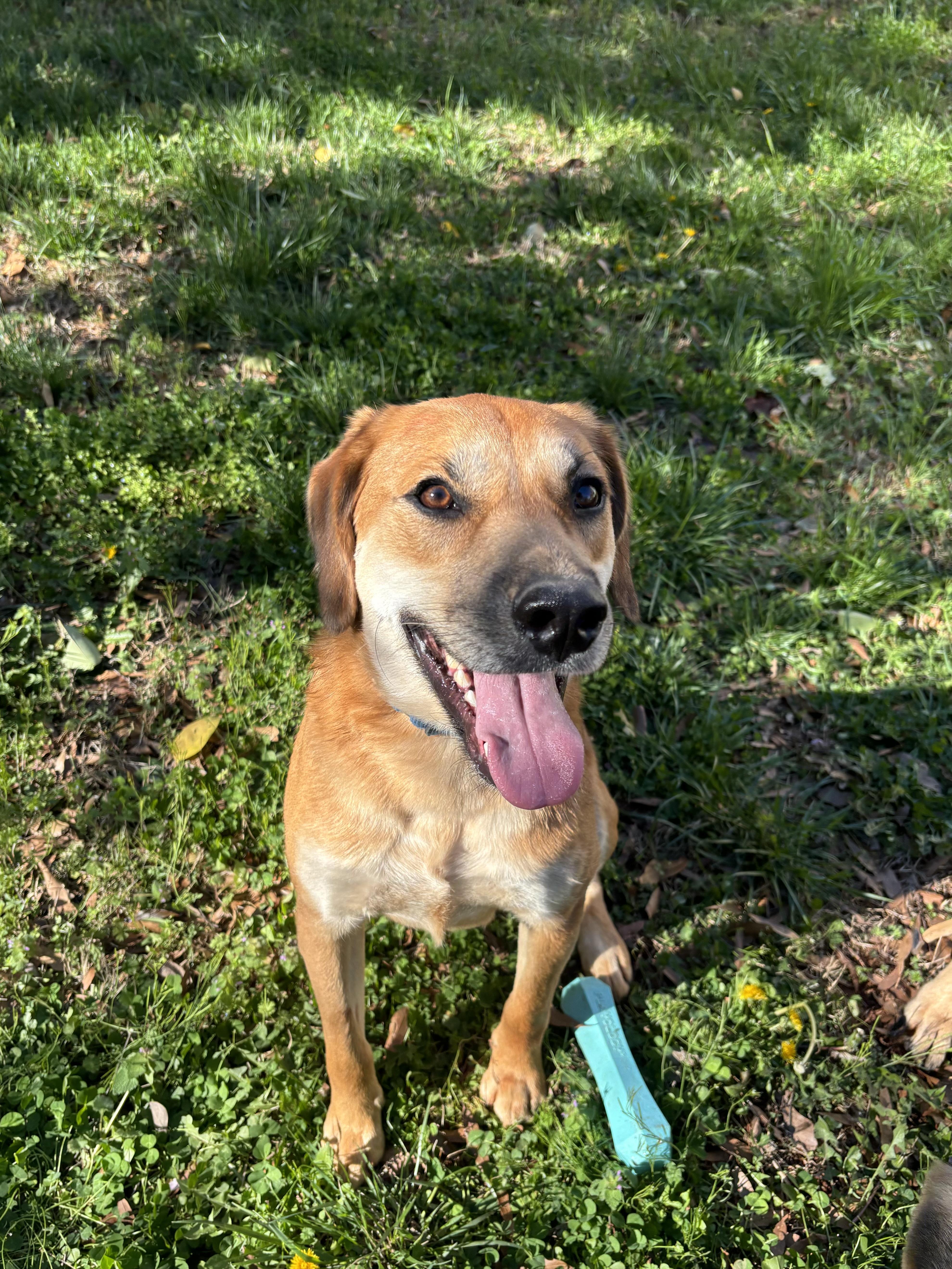Zayne, adoptable, Young Male Labrador Retriever & Beagle.