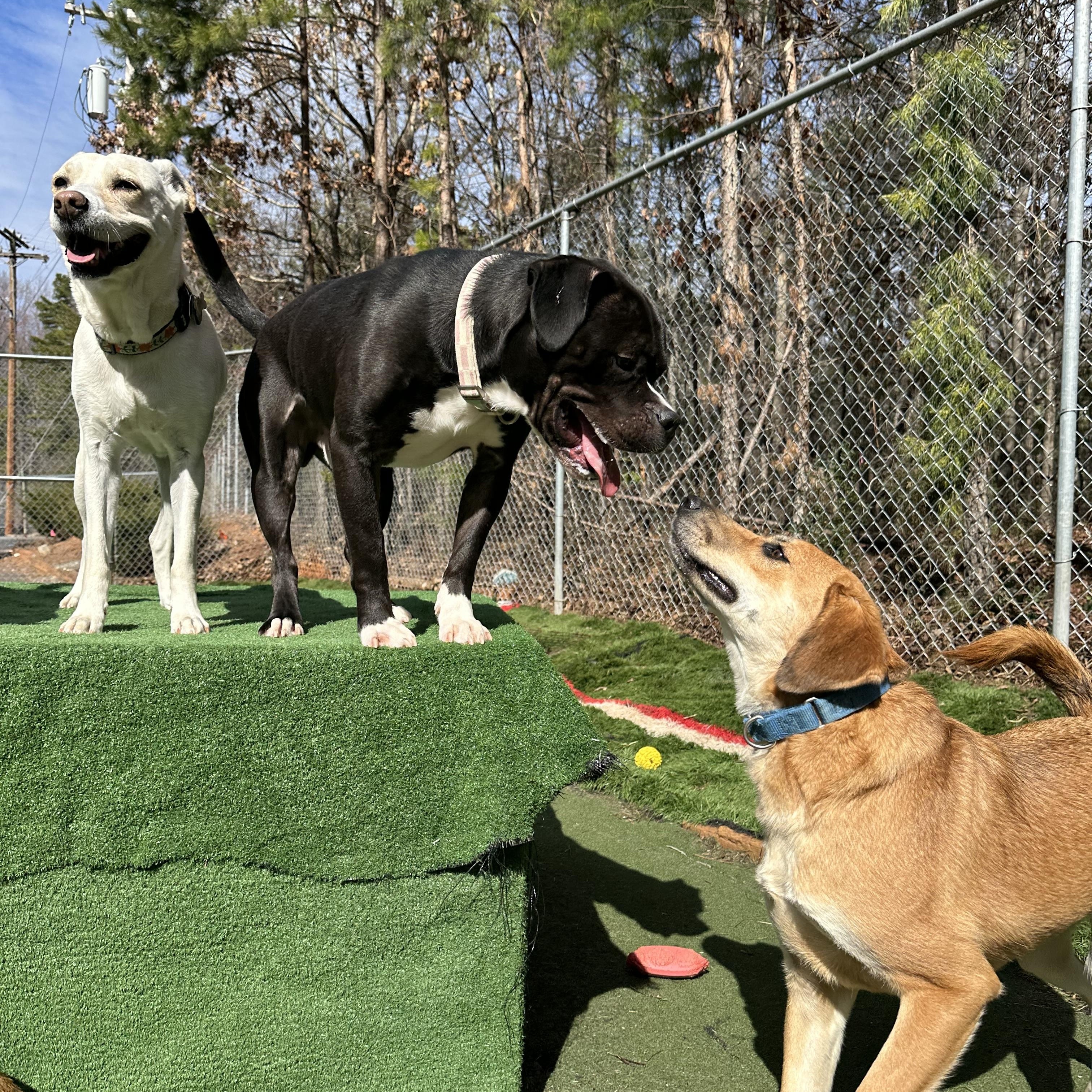 Zayne, an adoptable mixed breed in Charlotte, NC image 2/5