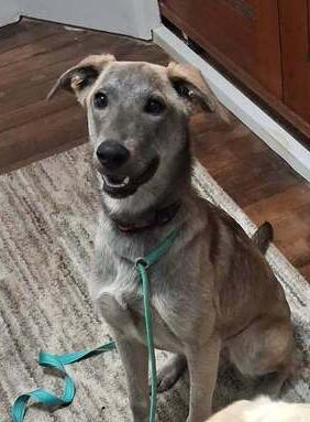 Satina, Adoptable, Young Female Mixed Breed.