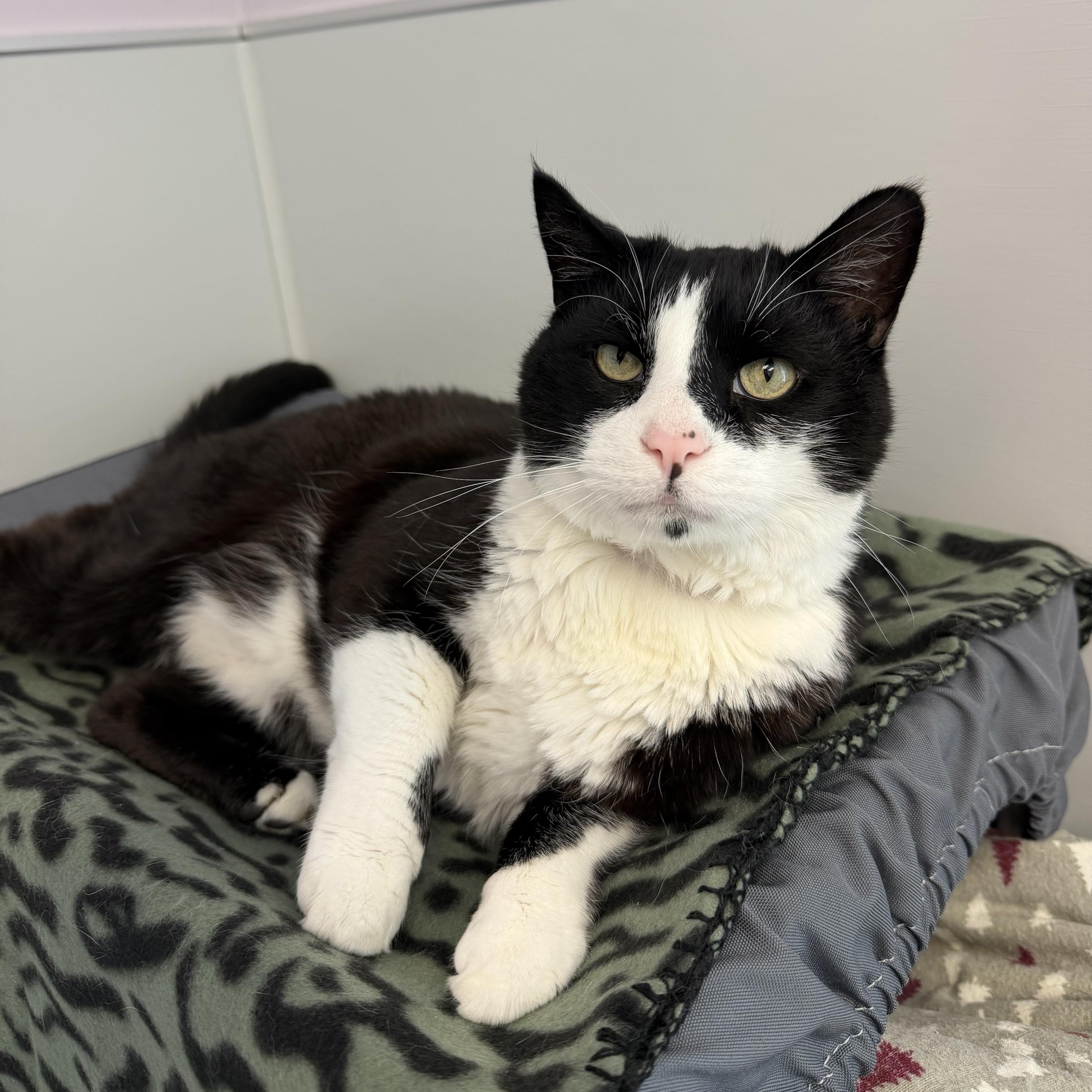 Trouble, adoptable, Senior Male Domestic Short Hair.