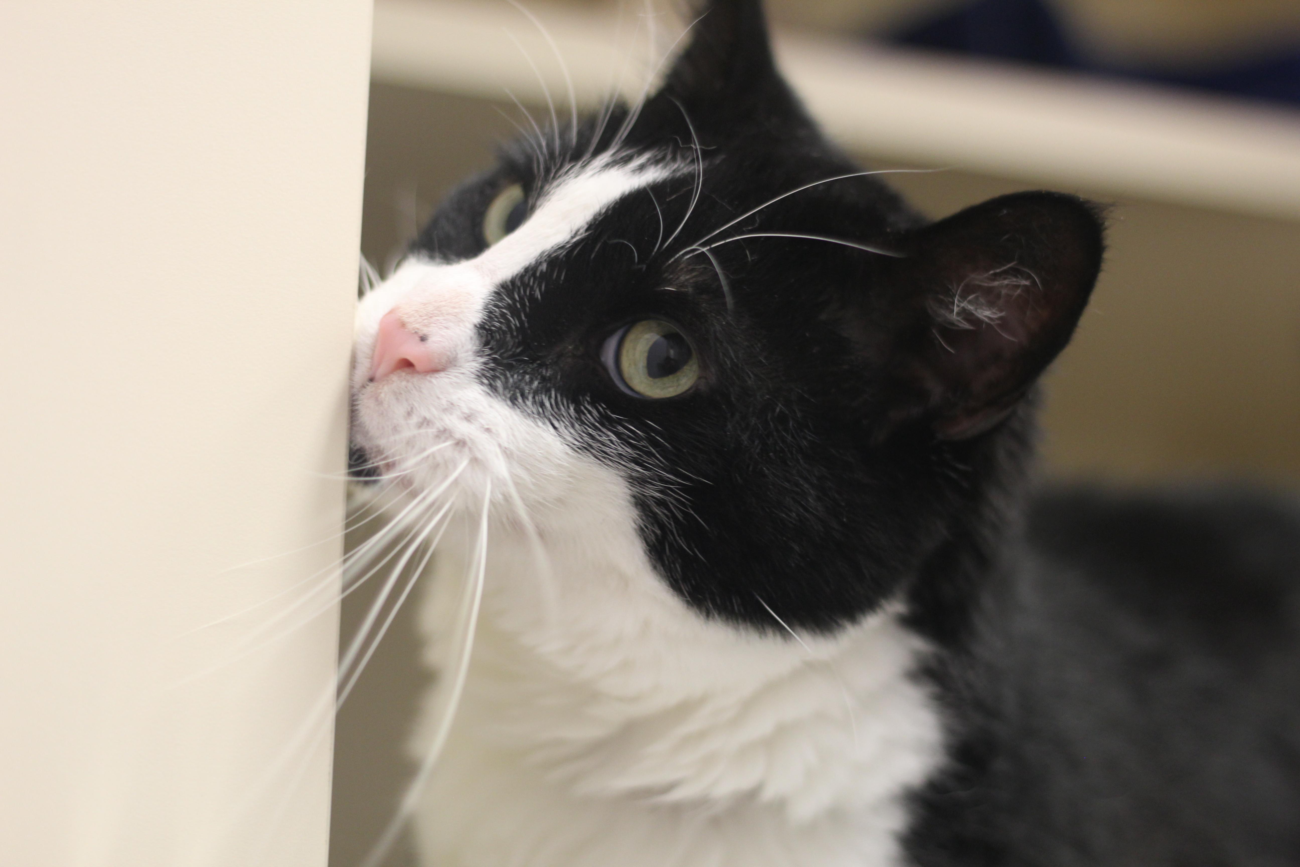 Trouble, an adoptable Domestic Short Hair in Cooperstown, NY image 3/4