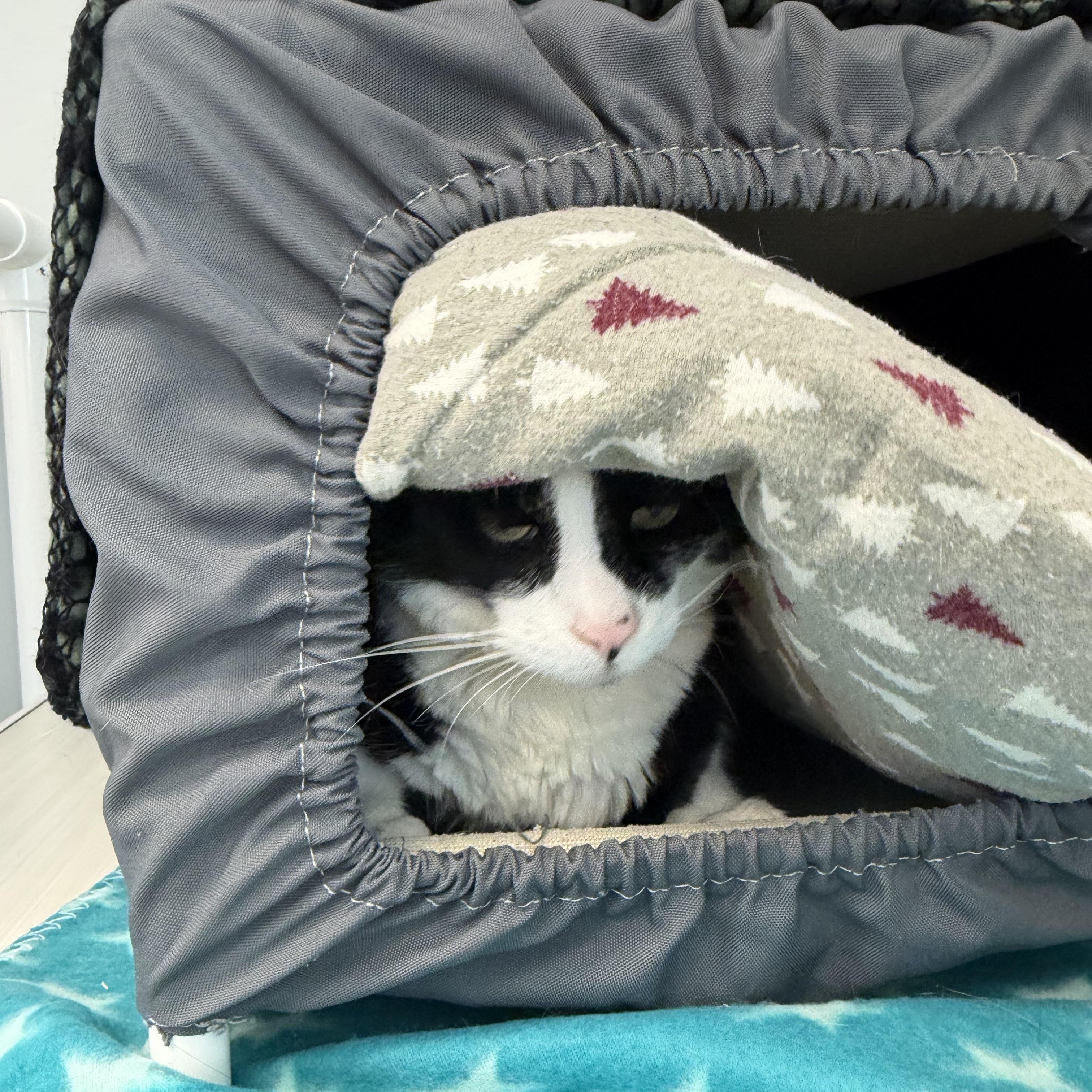 Trouble, an adoptable Domestic Short Hair in Cooperstown, NY image 4/4