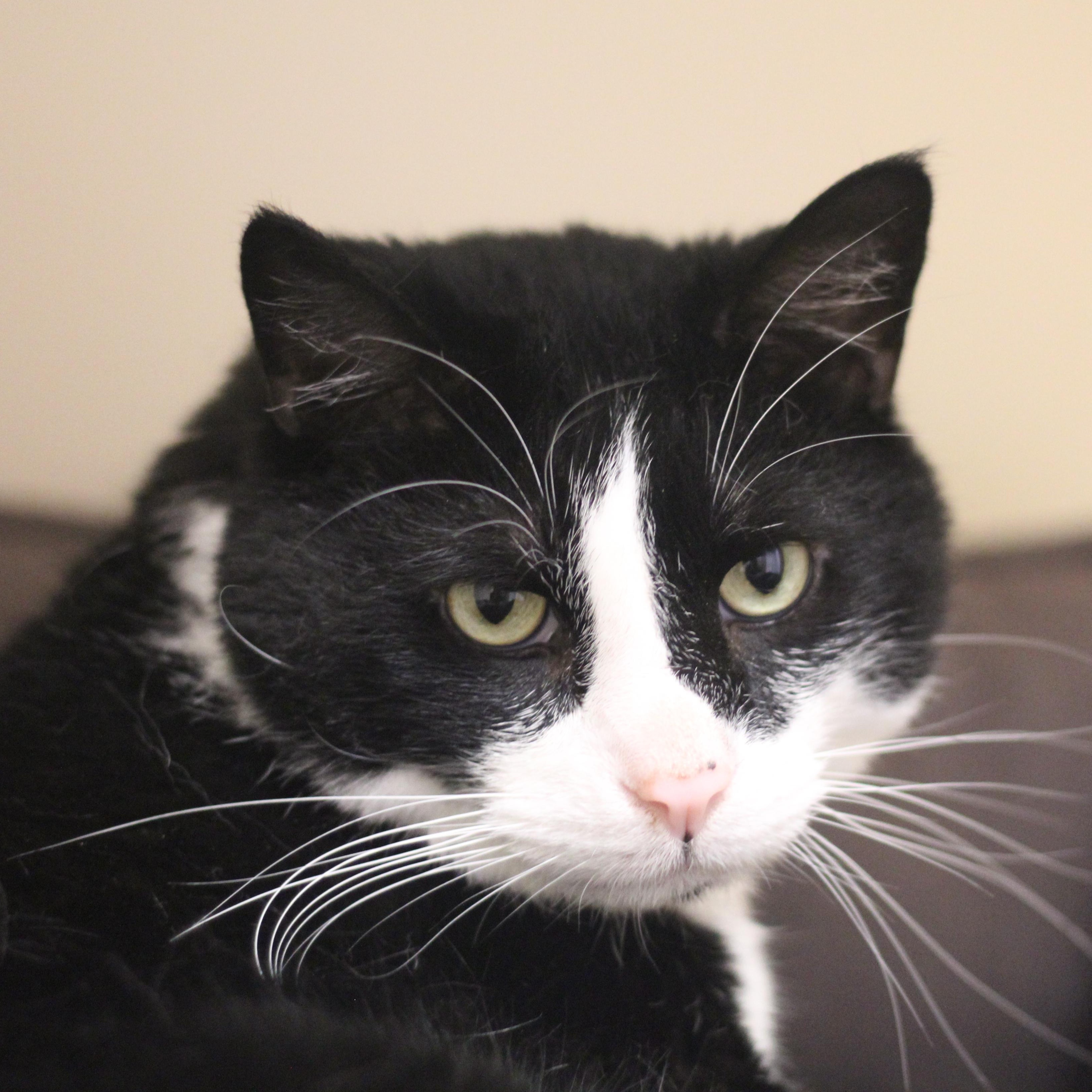 Trouble, an adoptable Domestic Short Hair in Cooperstown, NY image 2/4