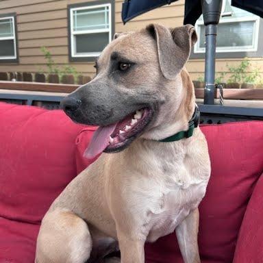 Marilynn, Adoptable, Young Female Rhodesian Ridgeback & Mixed Breed.