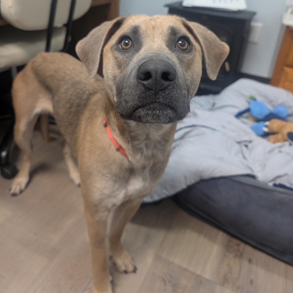 Marilynn, Adoptable, Young Female Mixed Breed.