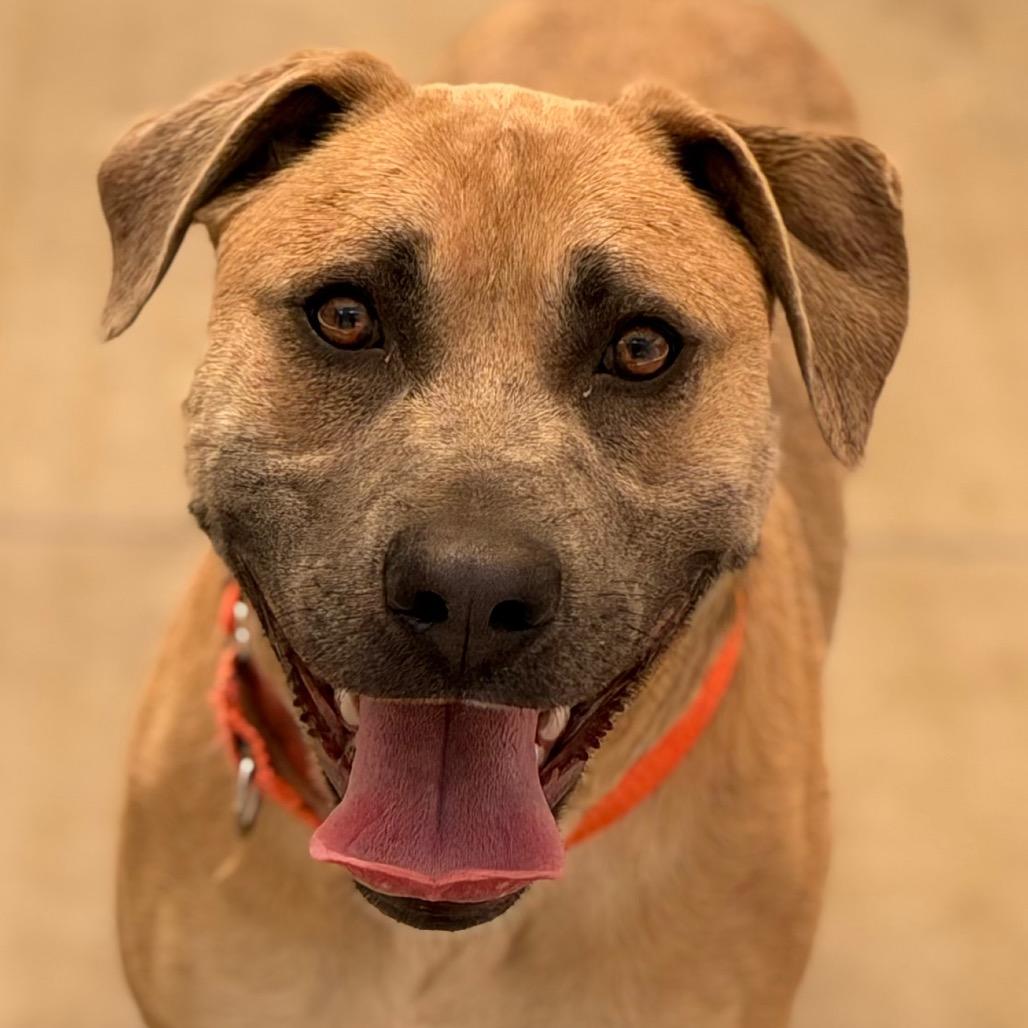 Enlarge Marilynn, a Adoptable Mixed Breed in Durango, CO image 2/6