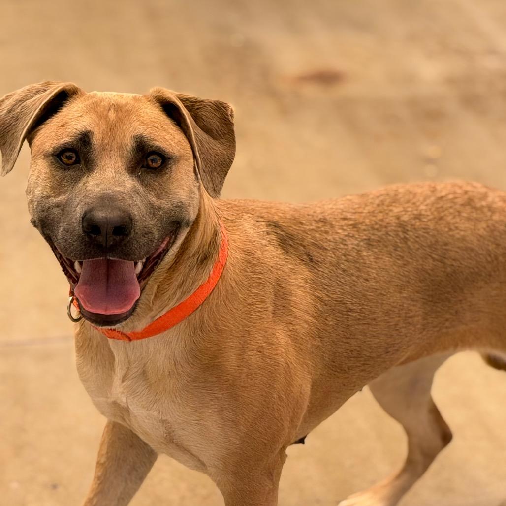 Marilynn, Adoptable, Young Female Mixed Breed.