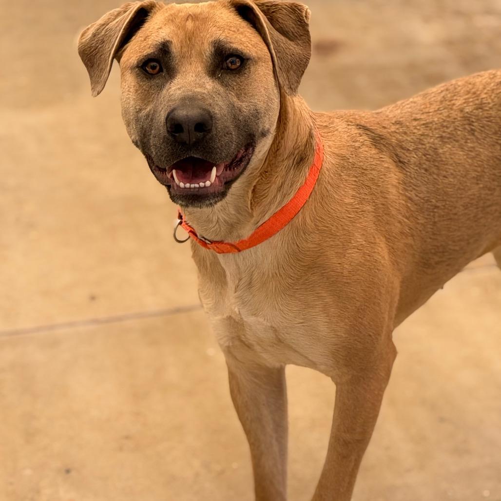 Marilynn, a Adoptable Mixed Breed in Durango, CO image 2/6