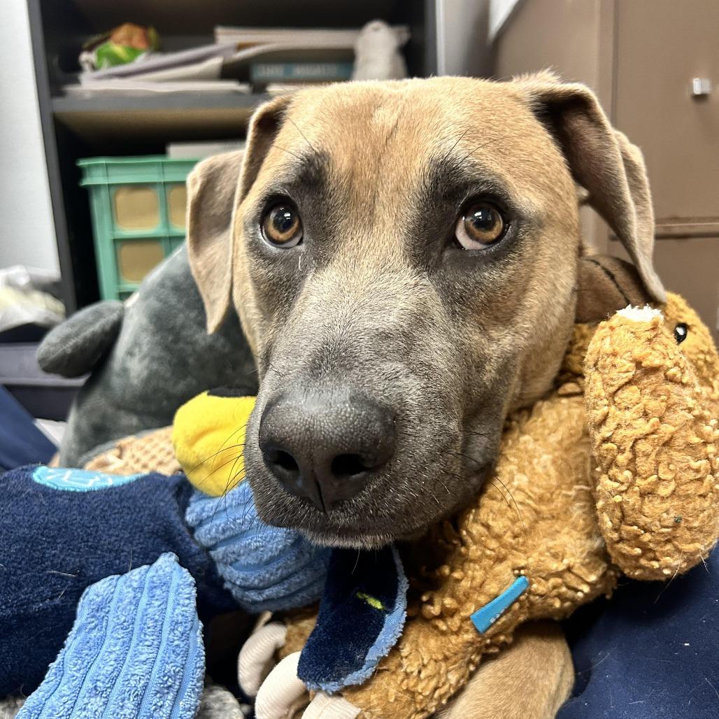 Enlarge Marilynn, a Adoptable Mixed Breed in Durango, CO image 2/6