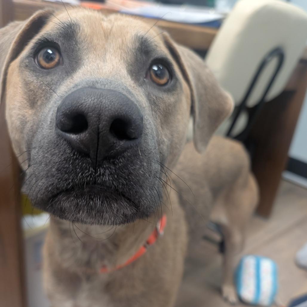 Enlarge Marilynn, a Adoptable Mixed Breed in Durango, CO image 3/6