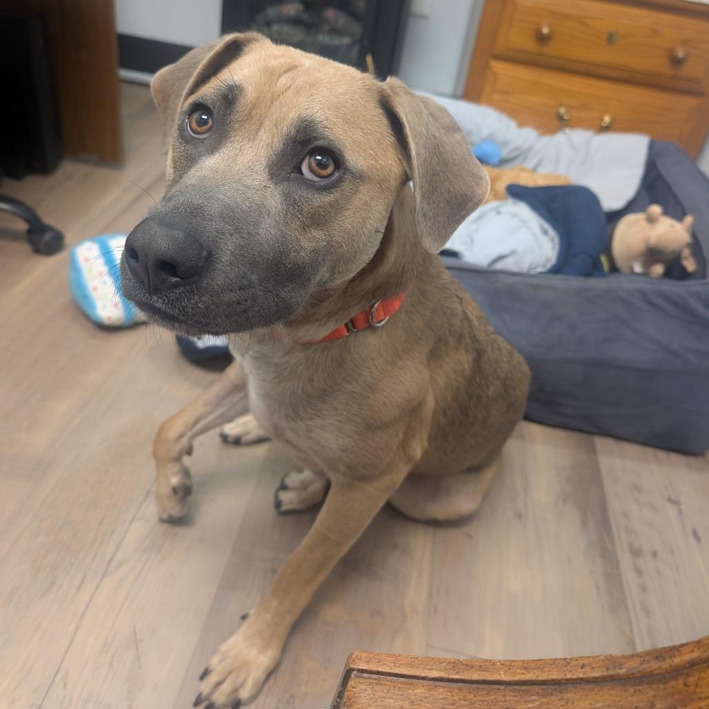 Marilynn, a Adoptable Mixed Breed in Durango, CO image 4/6