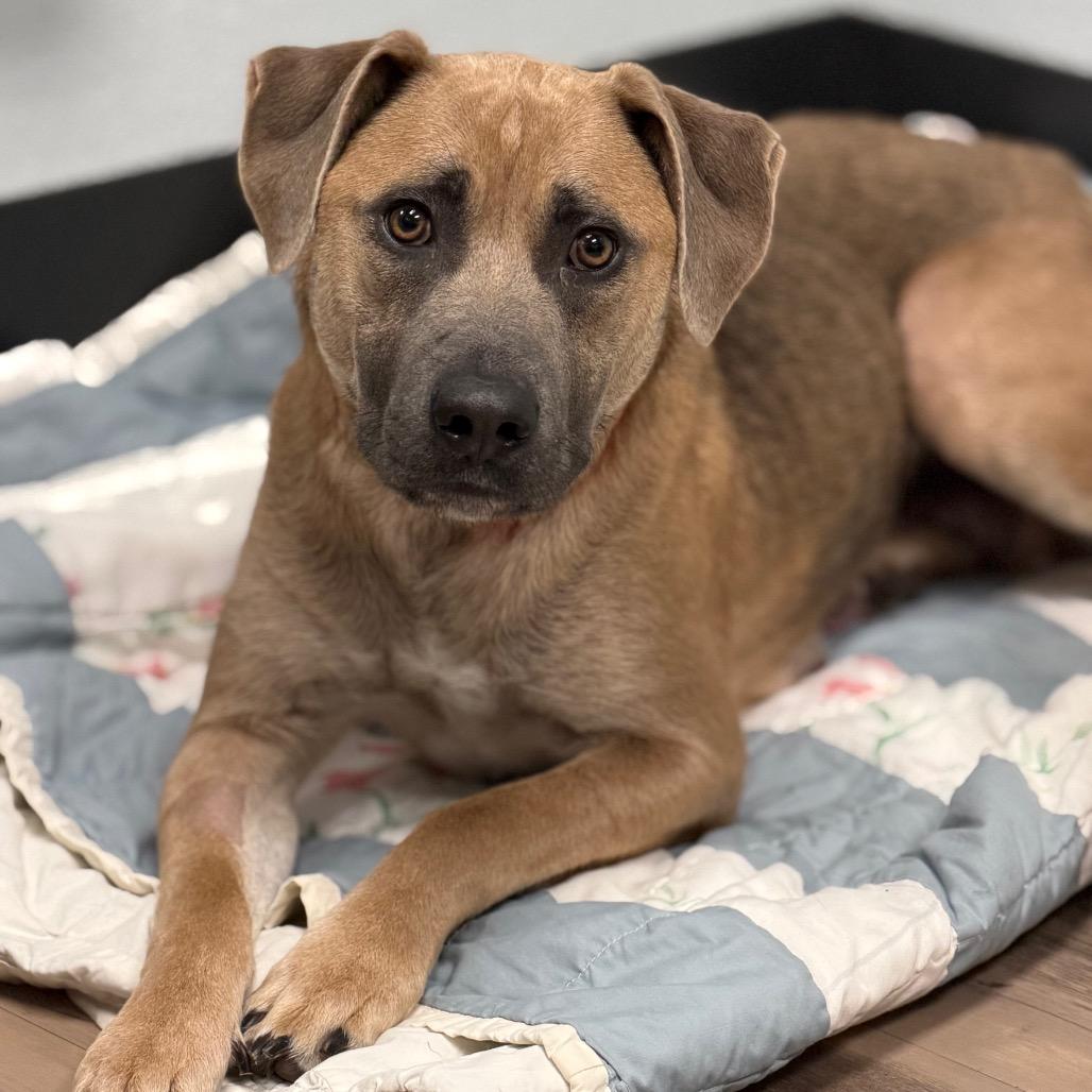 Enlarge Marilynn, a Adoptable Mixed Breed in Durango, CO image 5/6