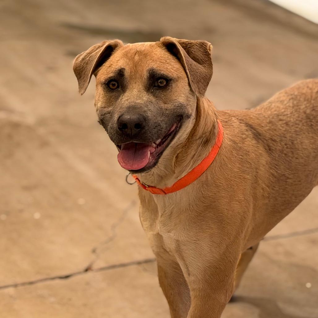 Marilynn, a Adoptable Mixed Breed in Durango, CO image 6/6