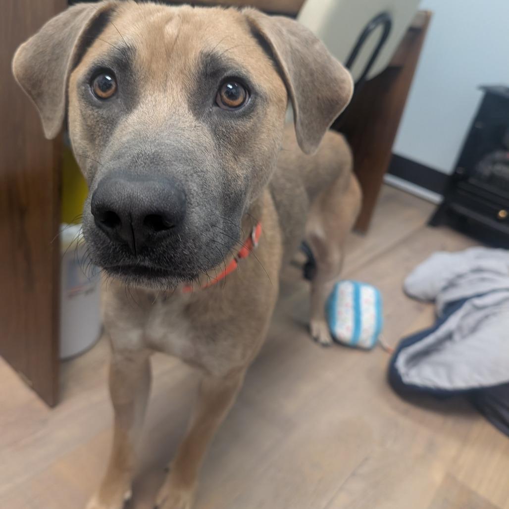 Enlarge Marilynn, a Adoptable Mixed Breed in Durango, CO image 6/6