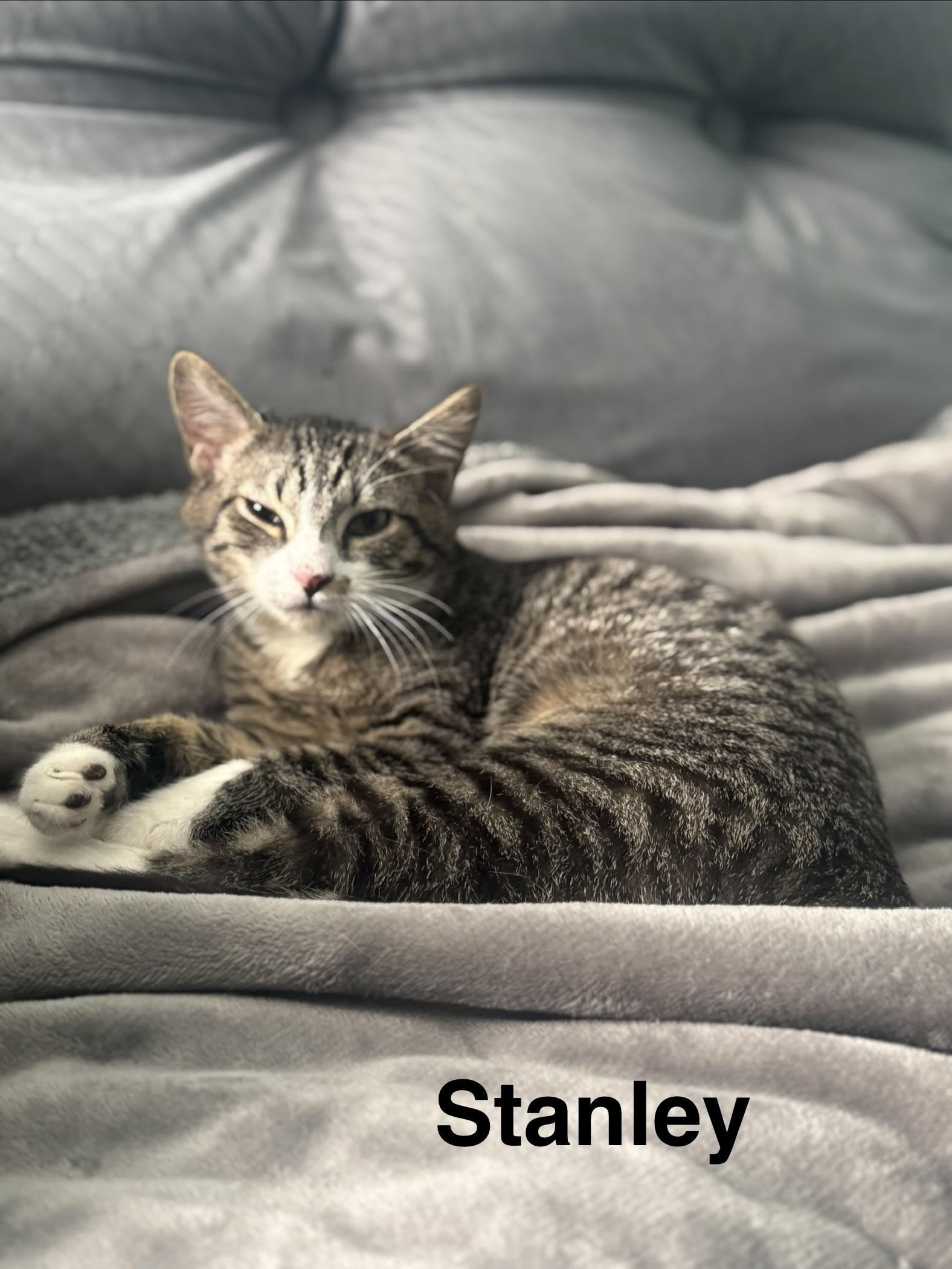 Enlarge Stanley, a ADOPTABLE mixed breed in Massillon, OH image 2/2