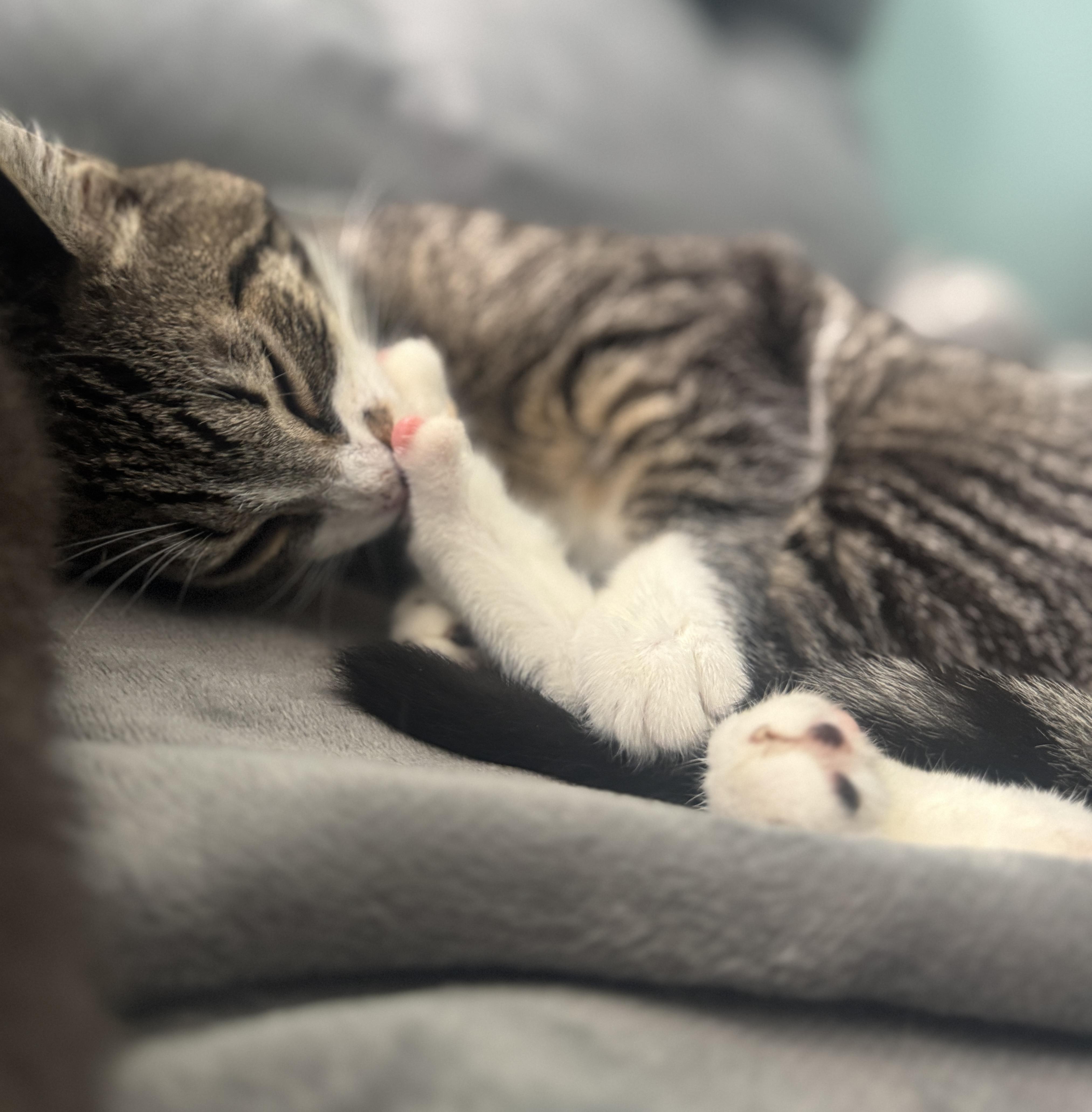 Stanley, ADOPTABLE, Kitten Male American Shorthair.