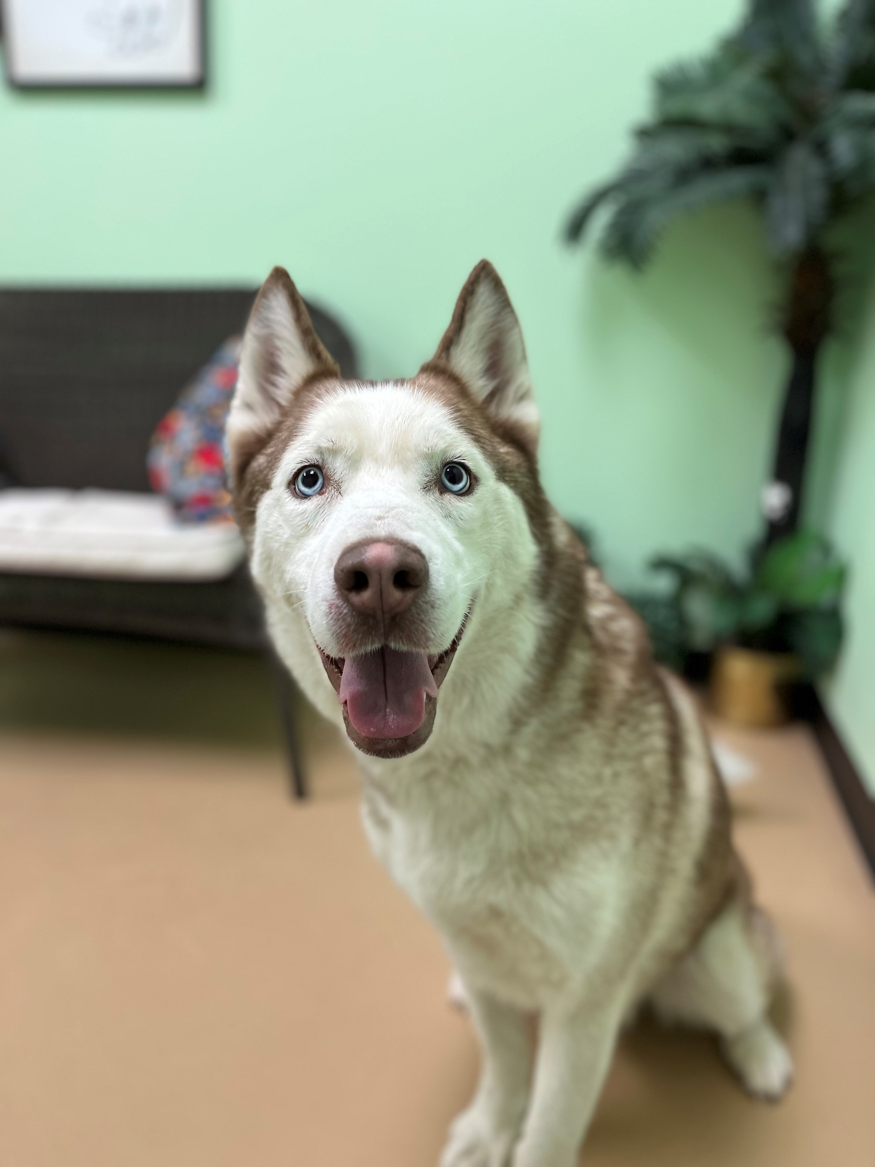 Dog for adoption Storm, a Siberian Husky in Xenia , OH Petfinder