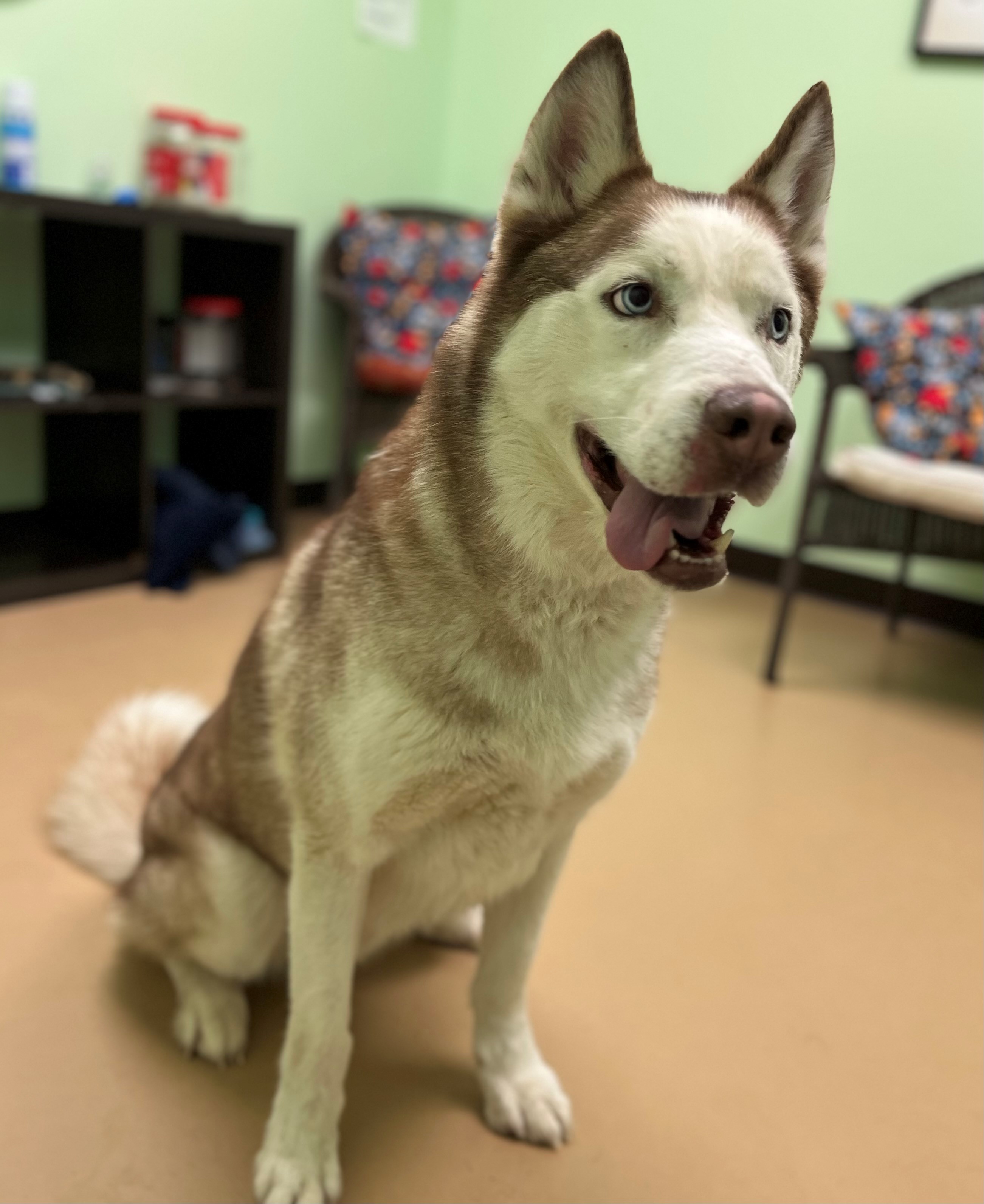 Dog for adoption Storm, a Siberian Husky in Xenia , OH Petfinder