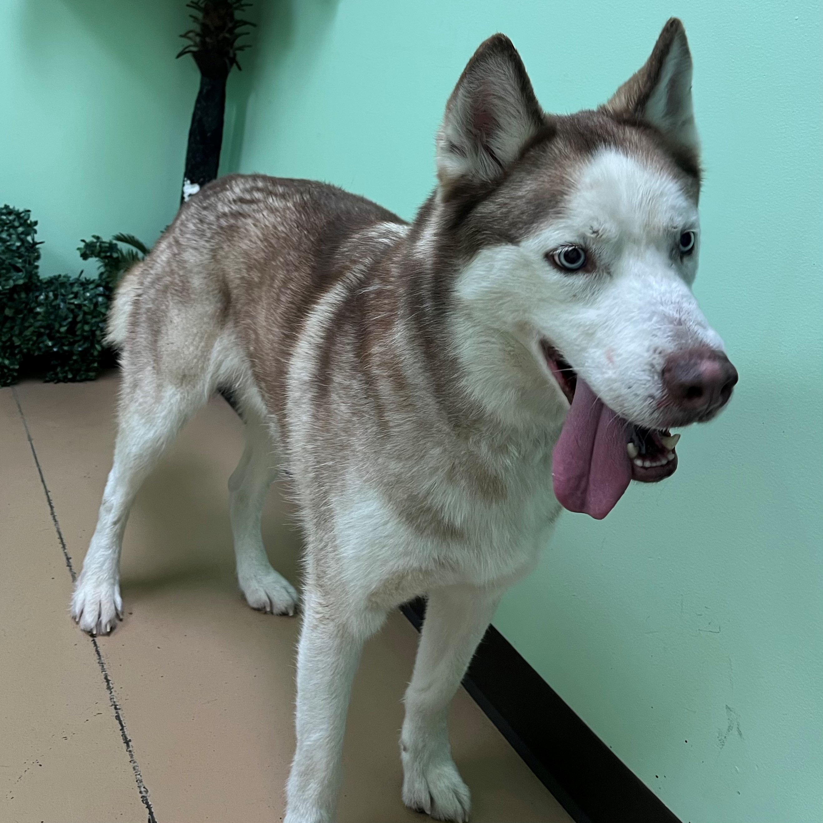 Dog for adoption Storm, a Siberian Husky in Xenia , OH Petfinder