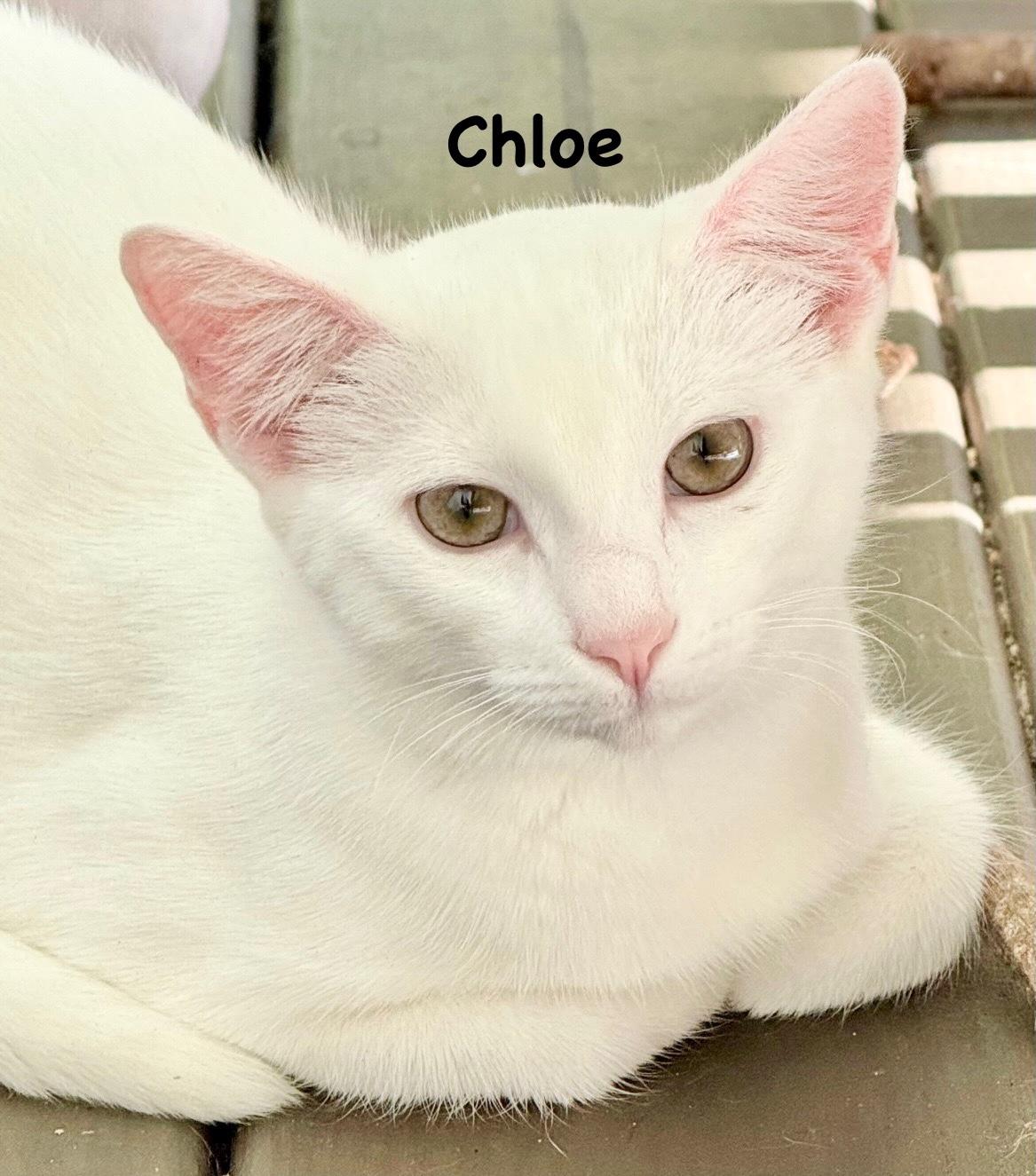 Chloe thumbnail 2