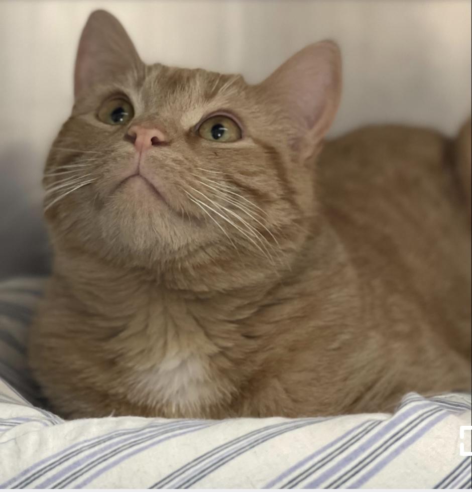 Churu, a ADOPTABLE mixed breed in Calais, ME image 1/3