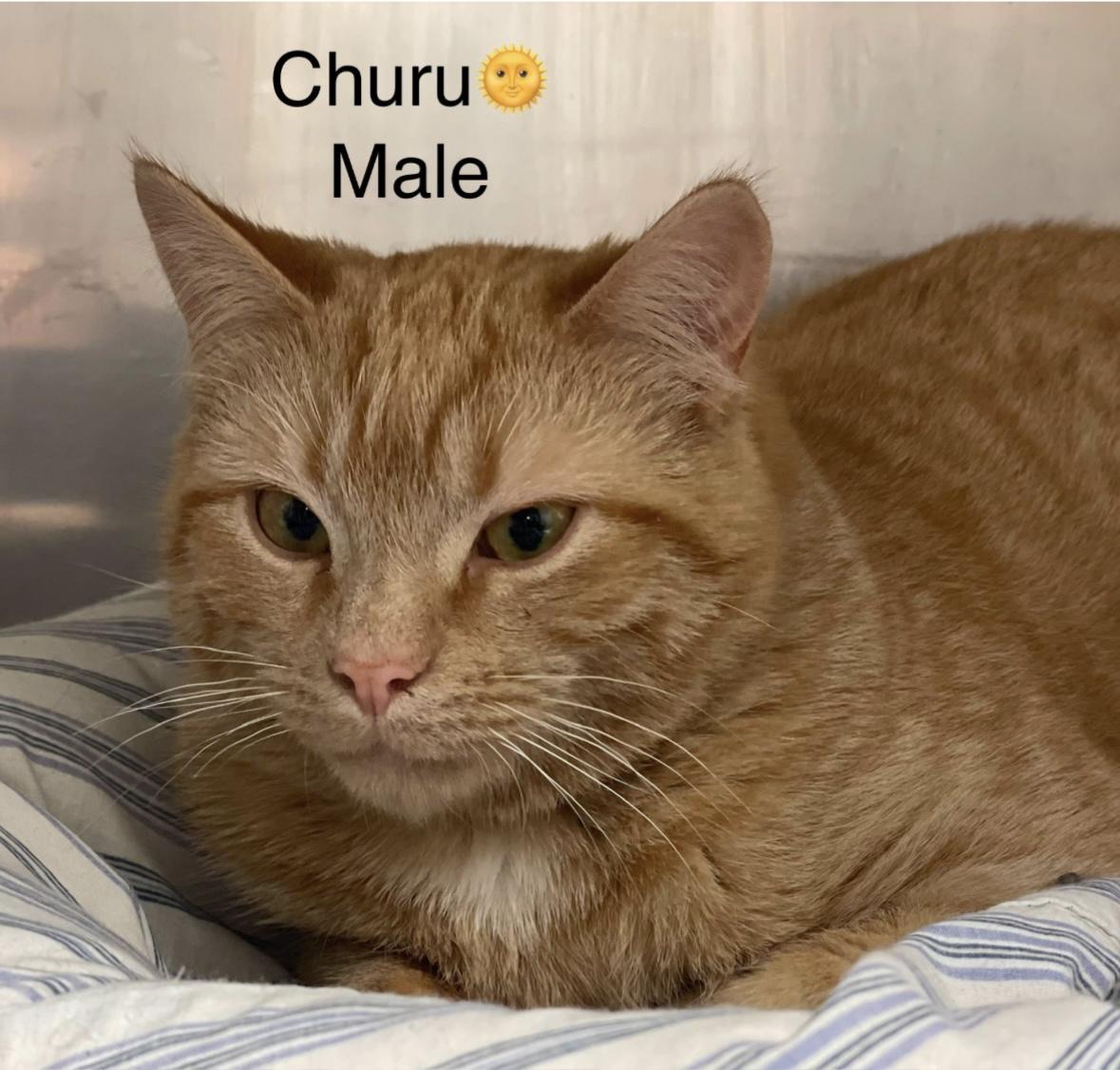 Churu, a ADOPTABLE mixed breed in Calais, ME image 2/3