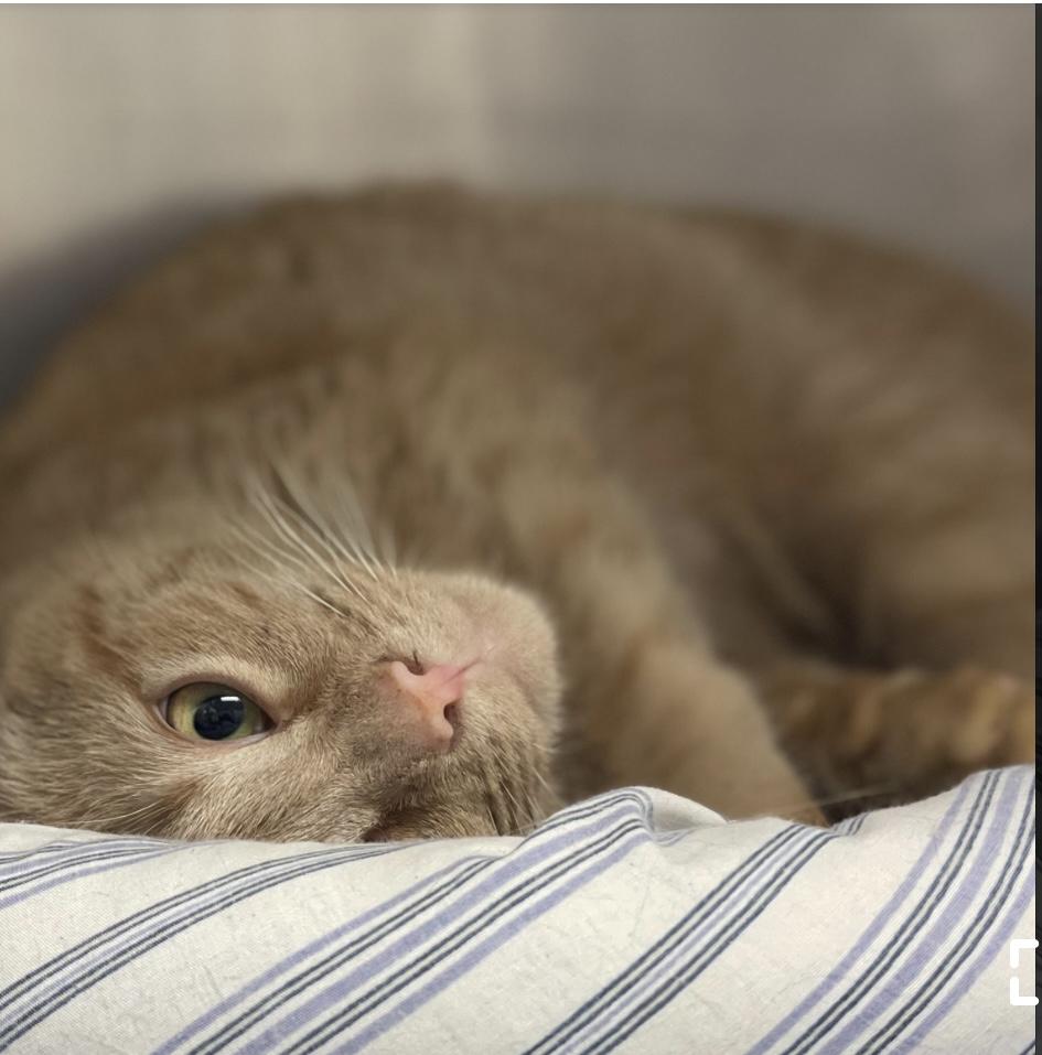 Churu, a ADOPTABLE mixed breed in Calais, ME image 3/3