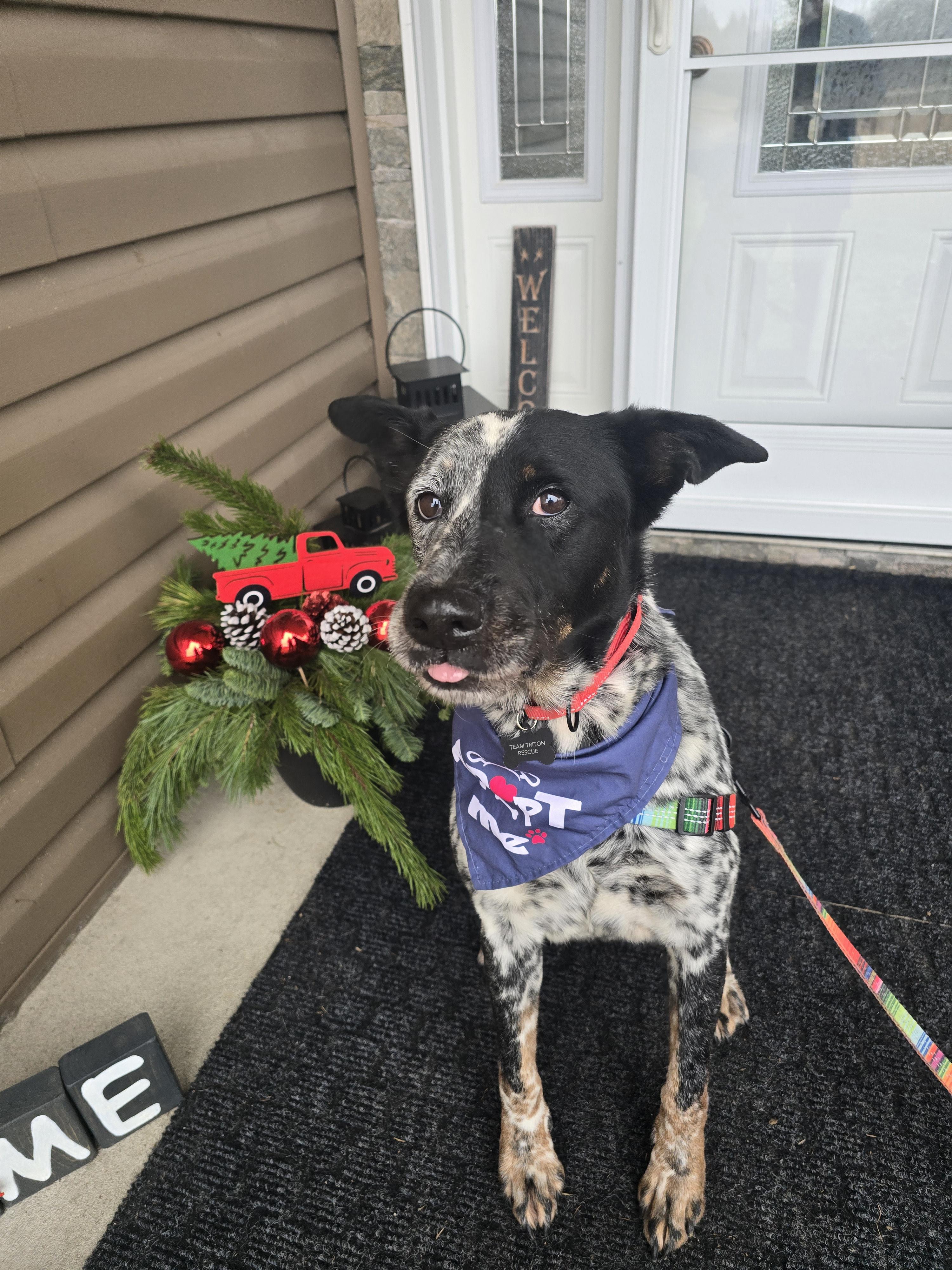 Dottie, a Adoptable mixed breed in Chatsworth, ON image 2/2