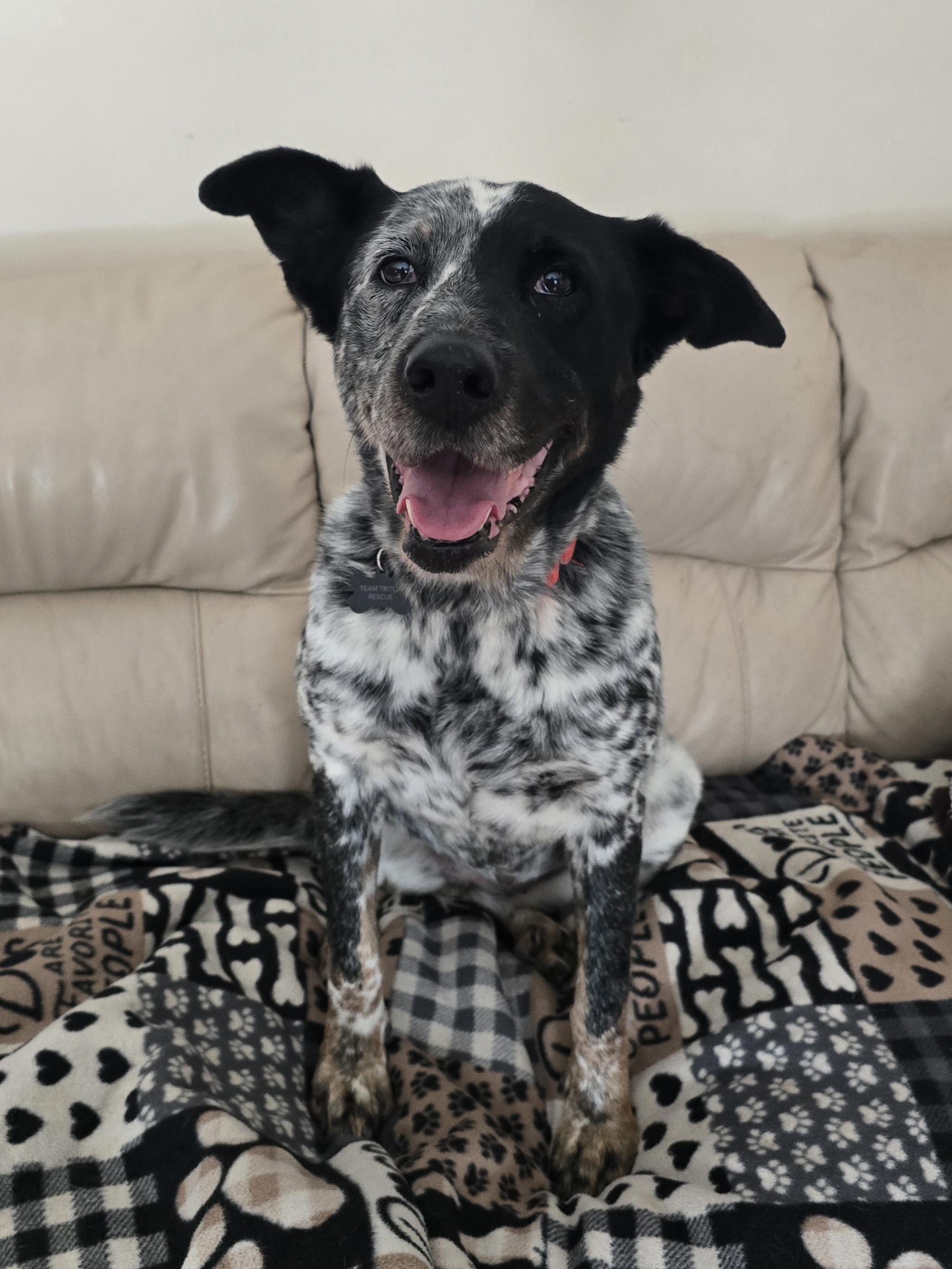 Dottie, Adoptable, Adult Female Australian Shepherd.