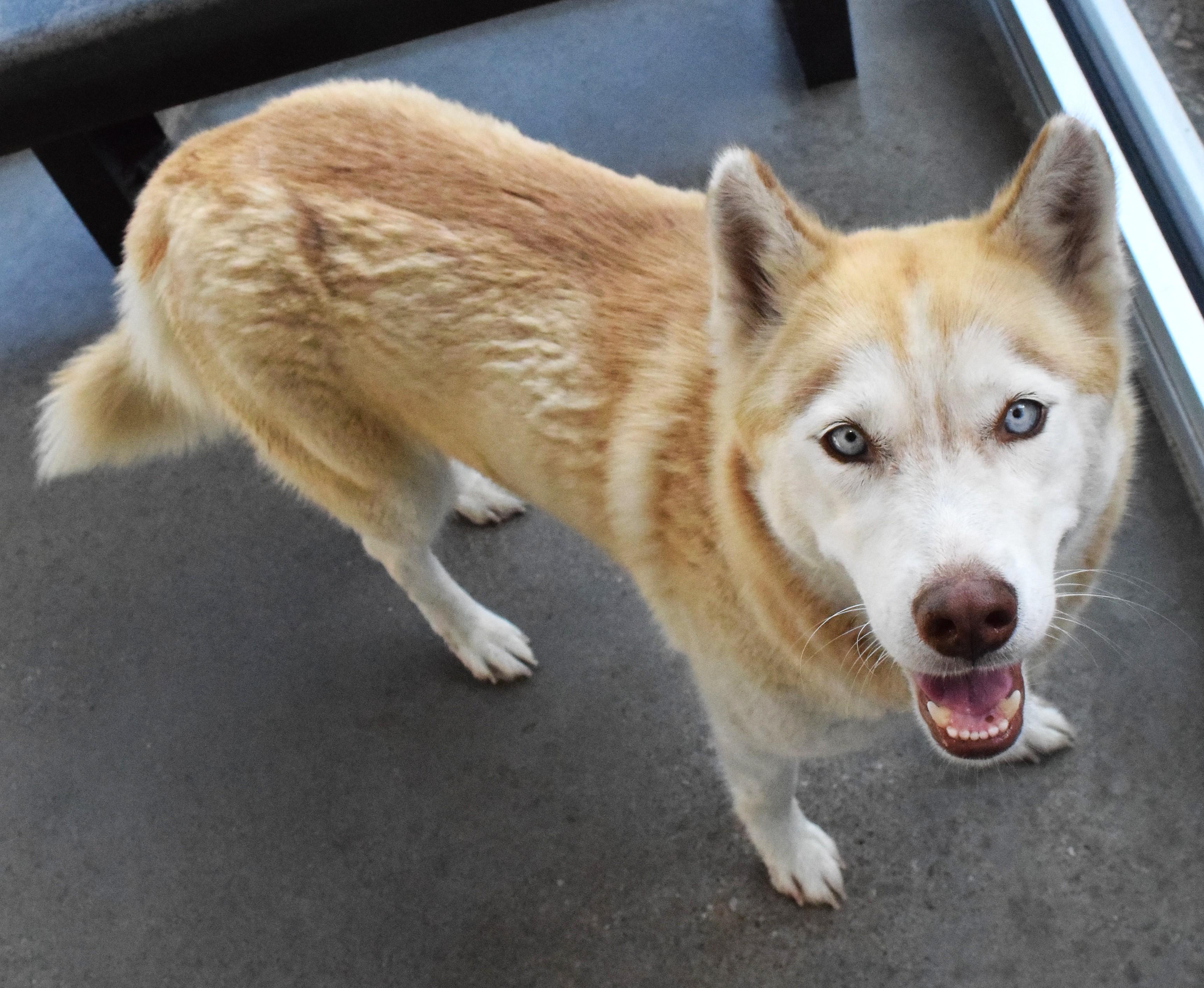 22208, ADOPTABLE, Adult Female Husky.