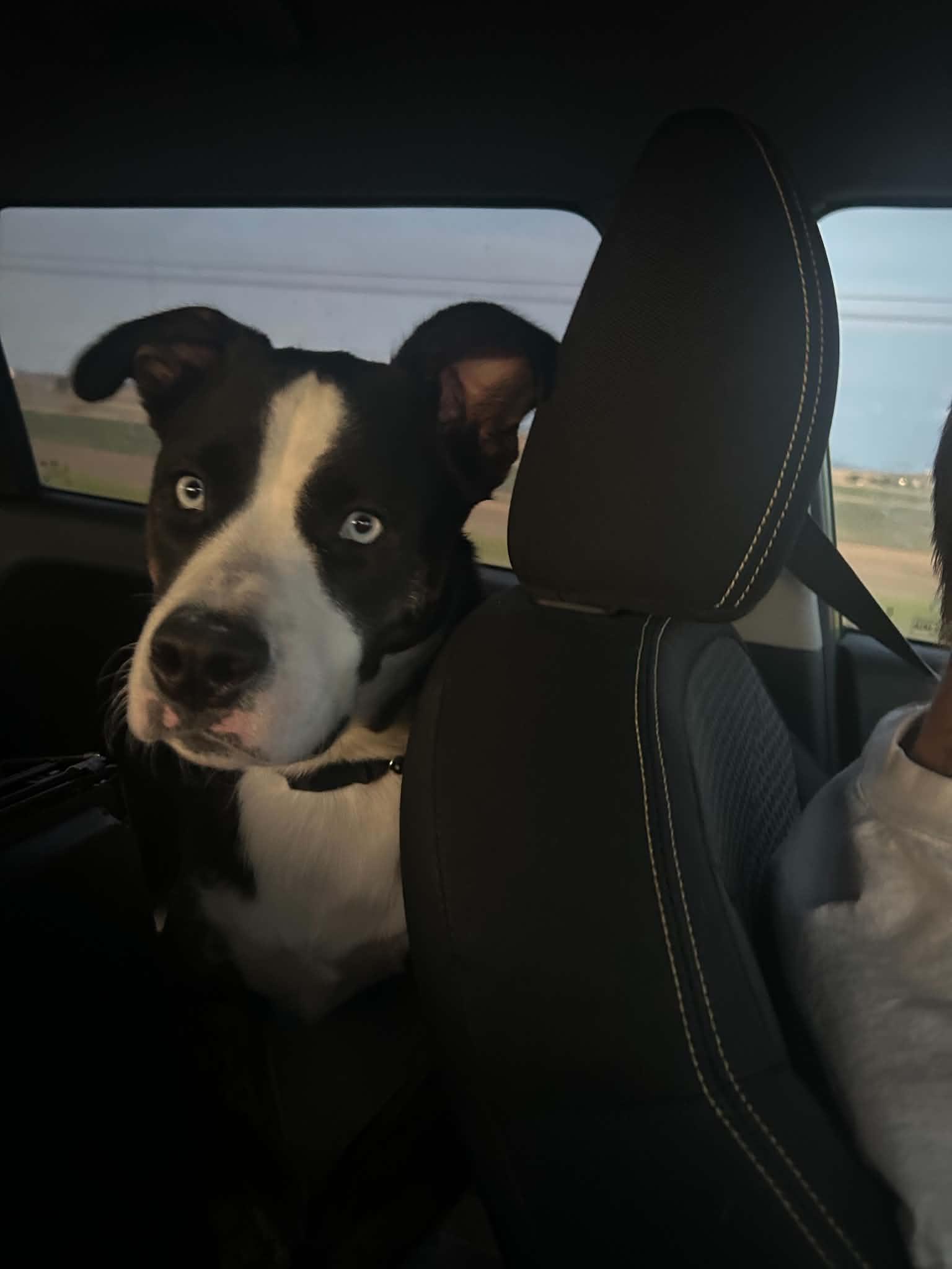 Courtesy listing - Dexter, a Adoptable mixed breed in Bend, OR image 2/3