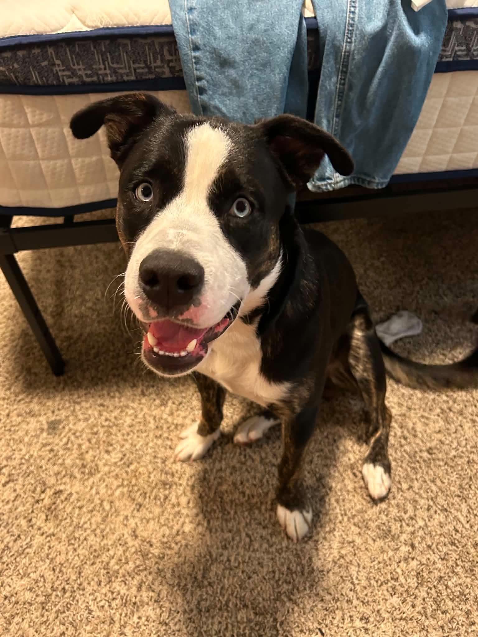 Courtesy listing - Dexter, Adoptable, Puppy Male Pit Bull Terrier & Husky.