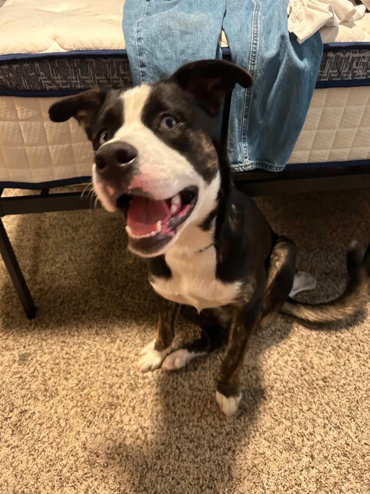 Courtesy listing - Dexter, a Adoptable mixed breed in Bend, OR image 3/3