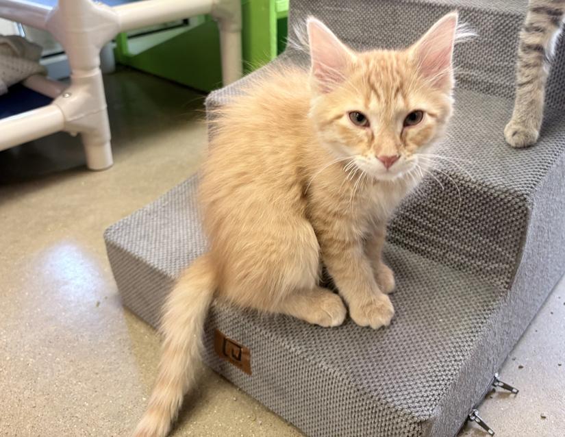 Joker, adopted, Kitten Male Domestic Long Hair.