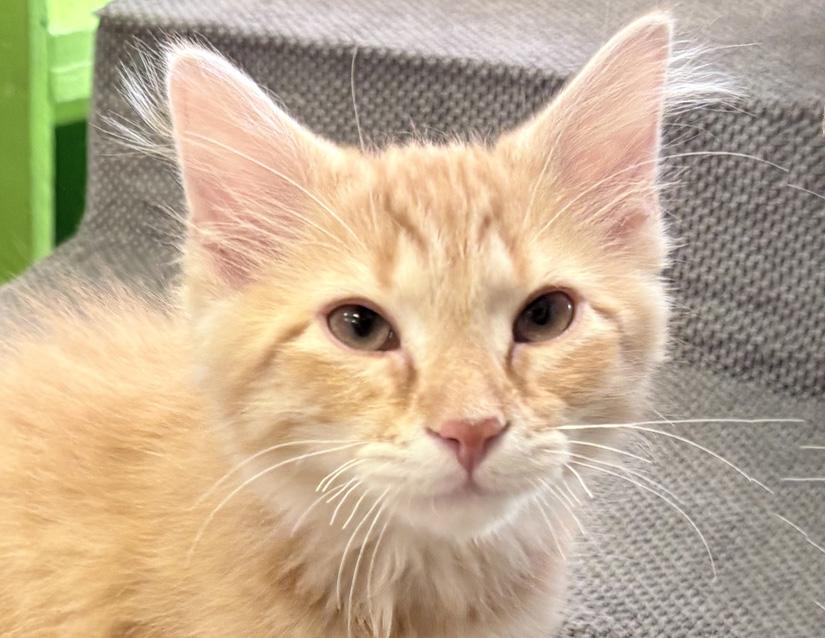 Joker, an adopted Domestic Long Hair in Columbus, IN image 2/2