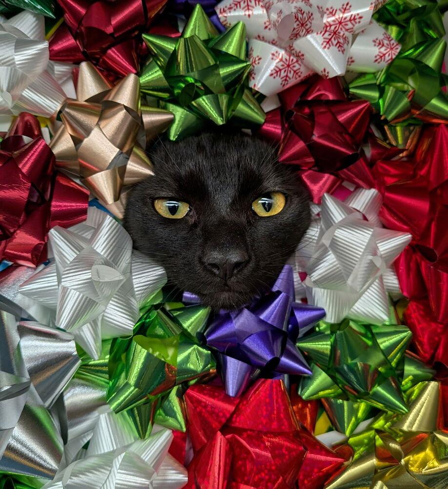 Echo, Adoptable, Kitten Male Domestic Short Hair.