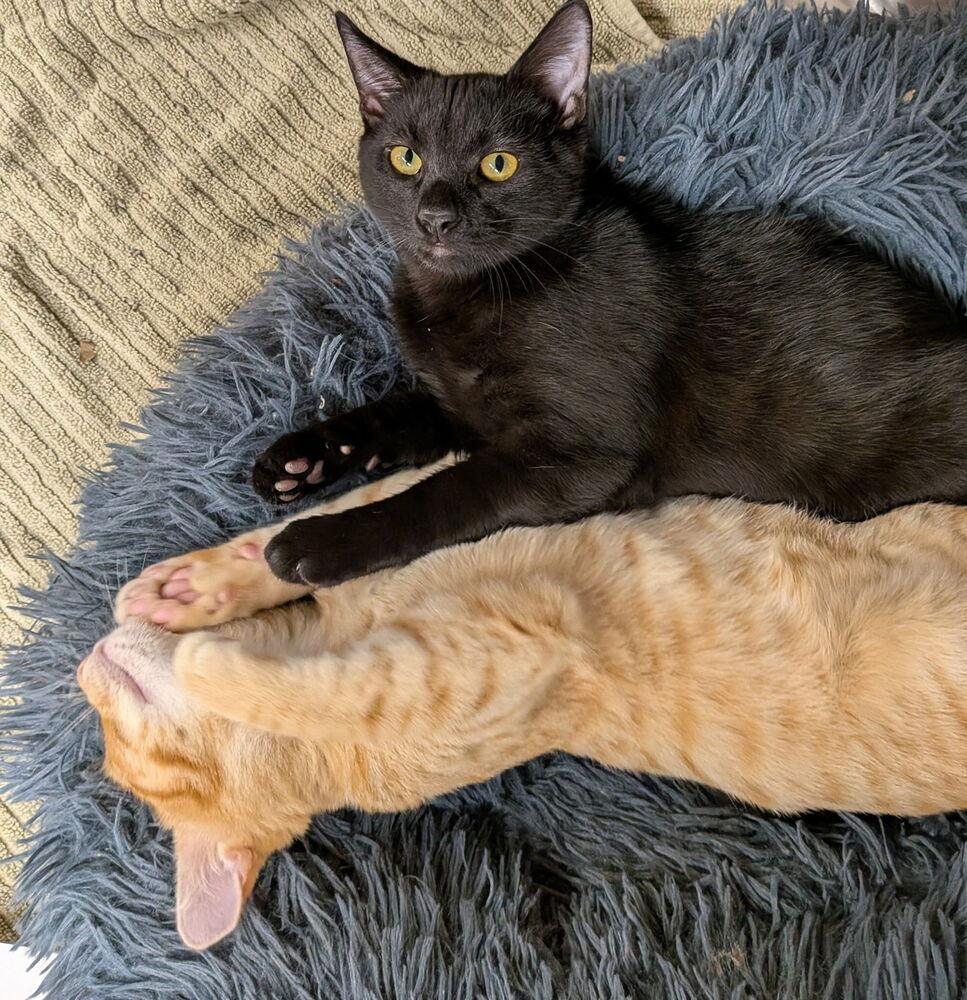 Enlarge Echo, a Adoptable mixed breed in Orlando, FL image 5/5