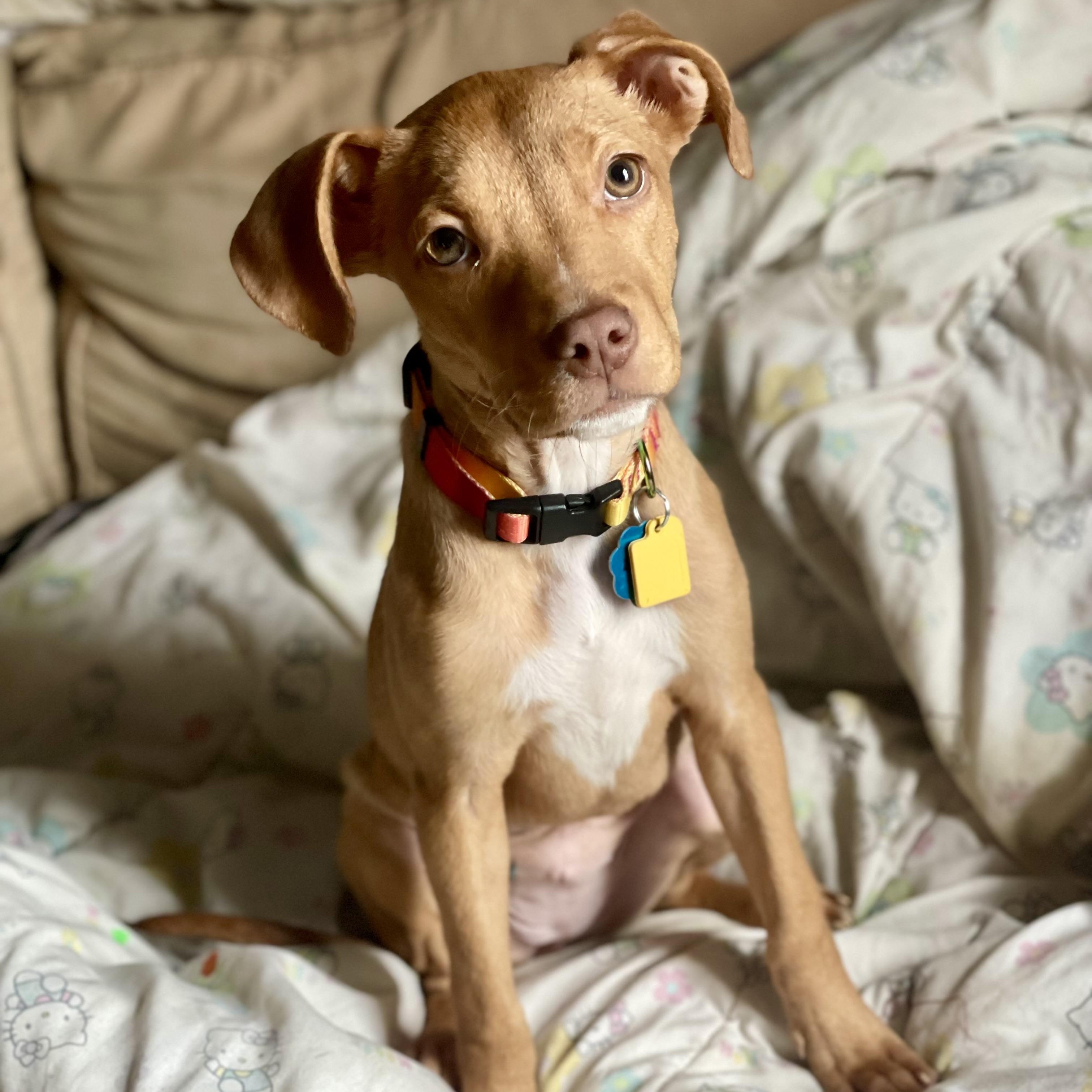 Milky Way, Adoptable, Puppy Female Pit Bull Terrier.