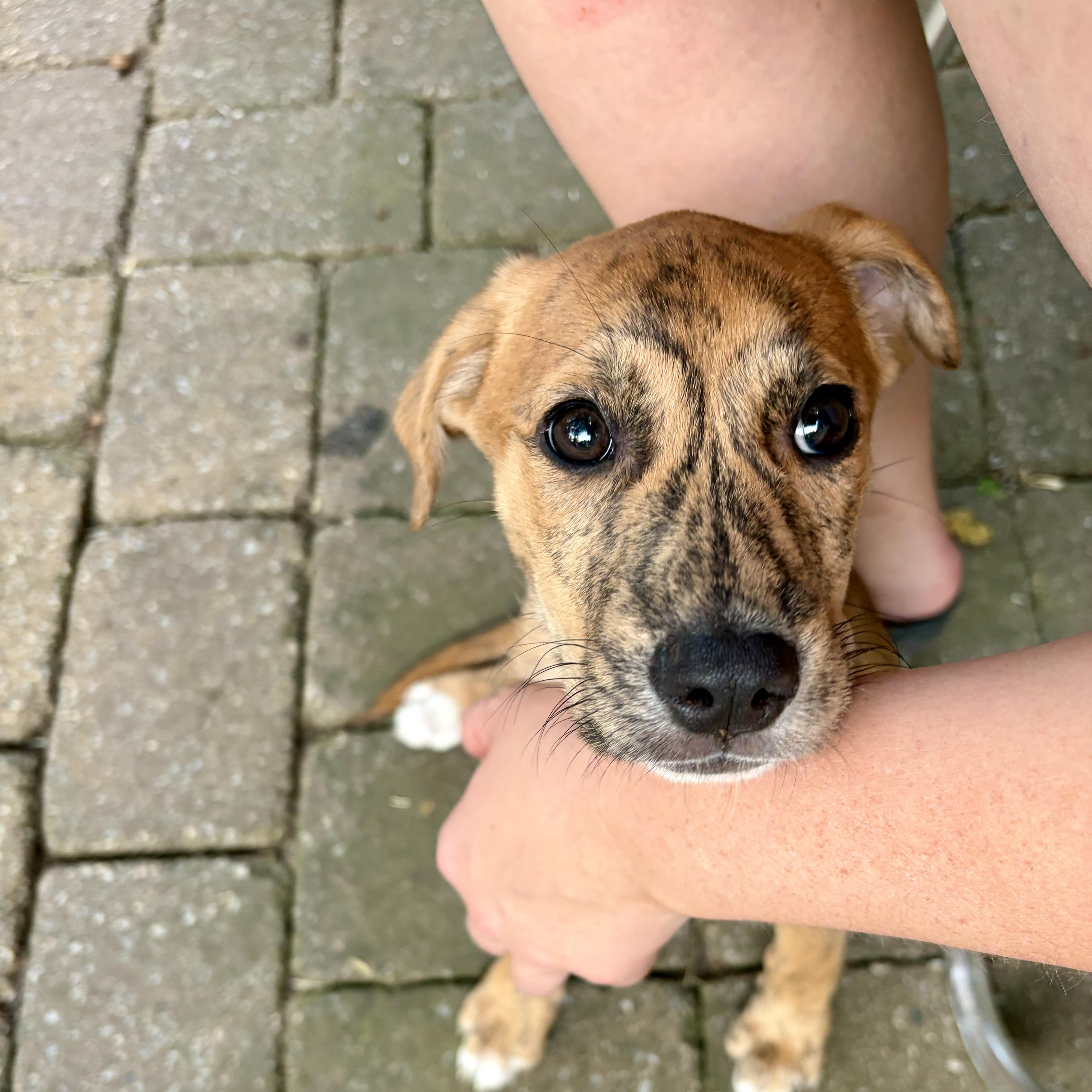 Enlarge T Puppies, a ADOPTABLE mixed breed in High View, WV image 5/6