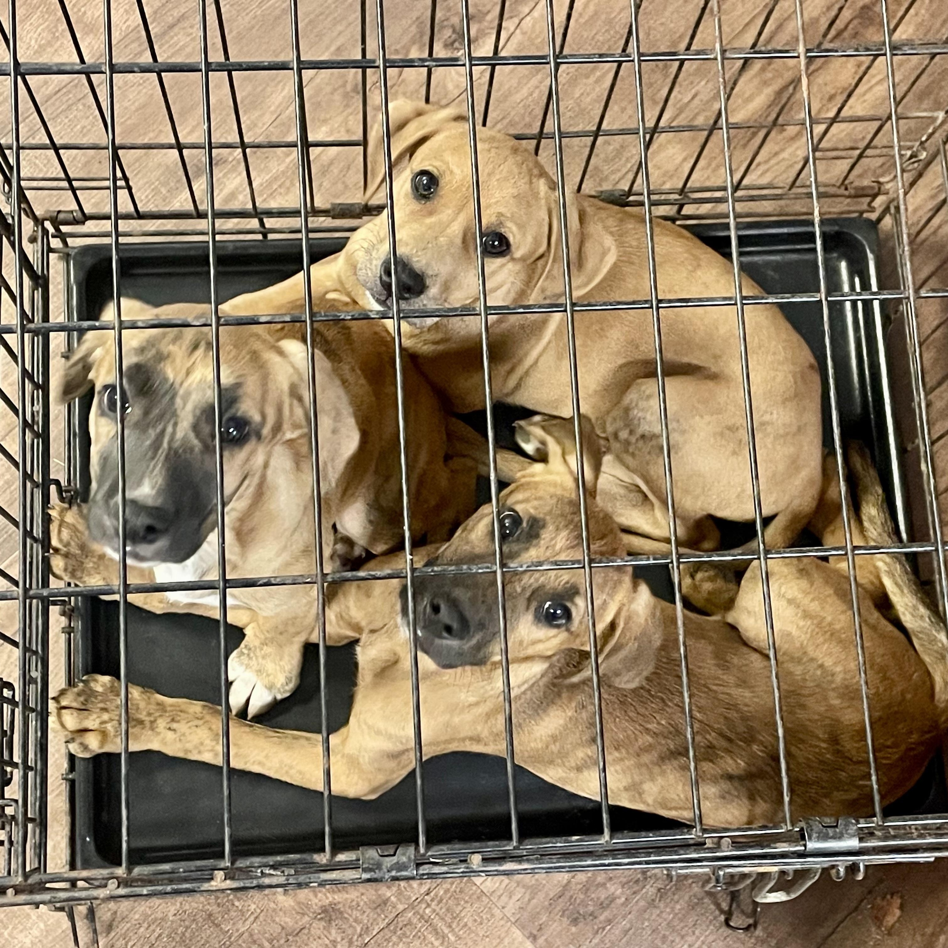 Enlarge T Puppies, a ADOPTABLE mixed breed in High View, WV image 4/6
