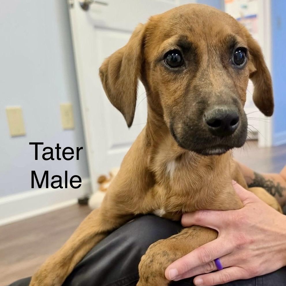 Enlarge T Puppies, a ADOPTABLE mixed breed in High View, WV image 2/6
