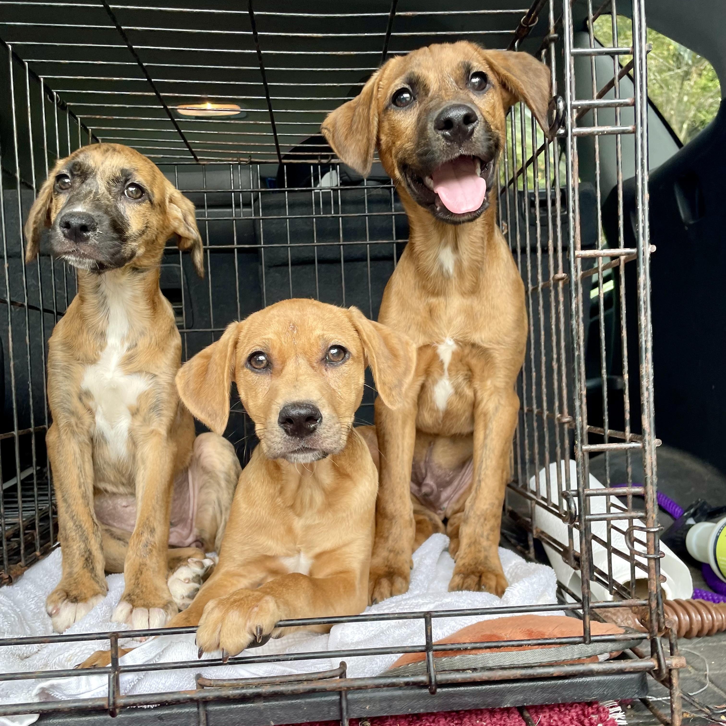 T Puppies, ADOPTABLE, Puppy Male Foxhound & Boxer.