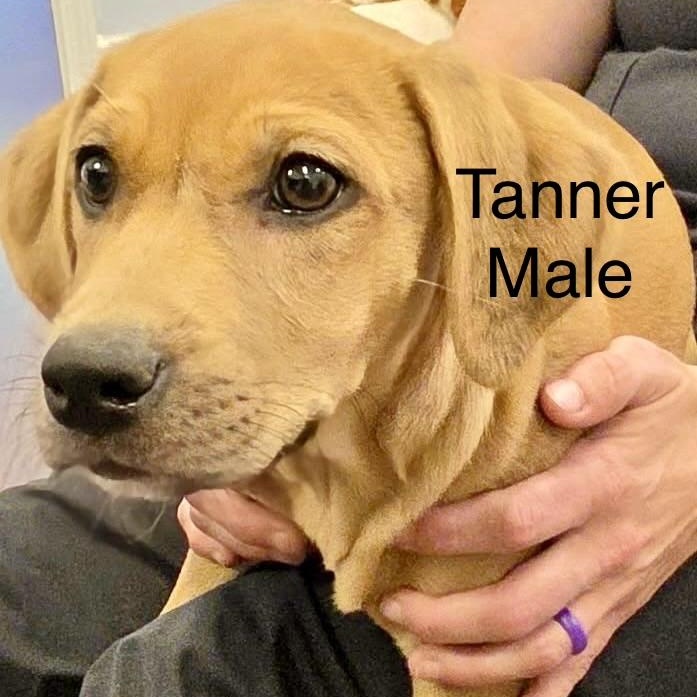 Enlarge T Puppies, a ADOPTABLE mixed breed in High View, WV image 6/6