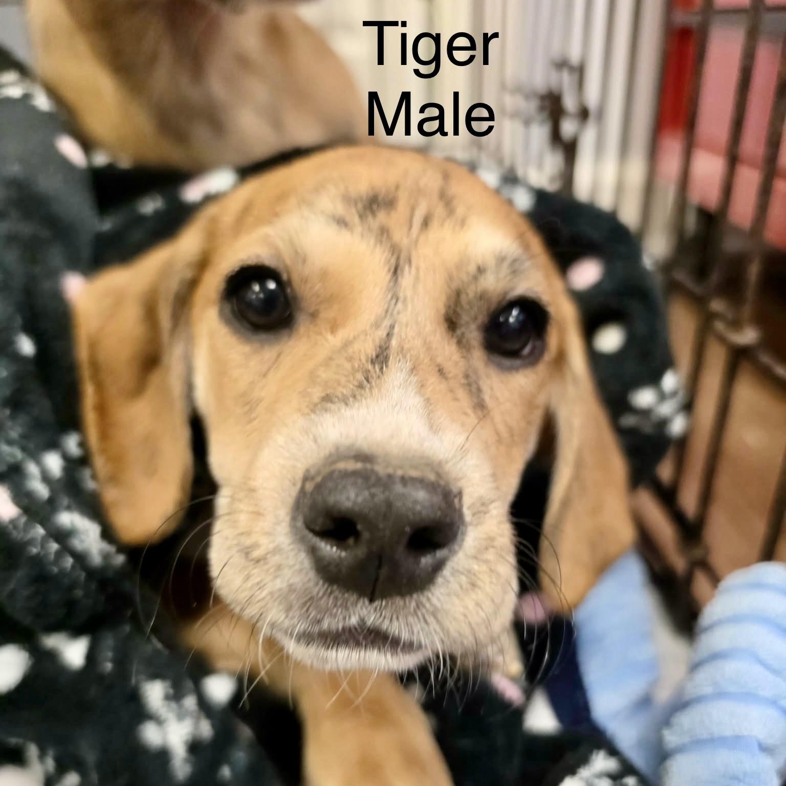 Enlarge T Puppies, a ADOPTABLE mixed breed in High View, WV image 3/6