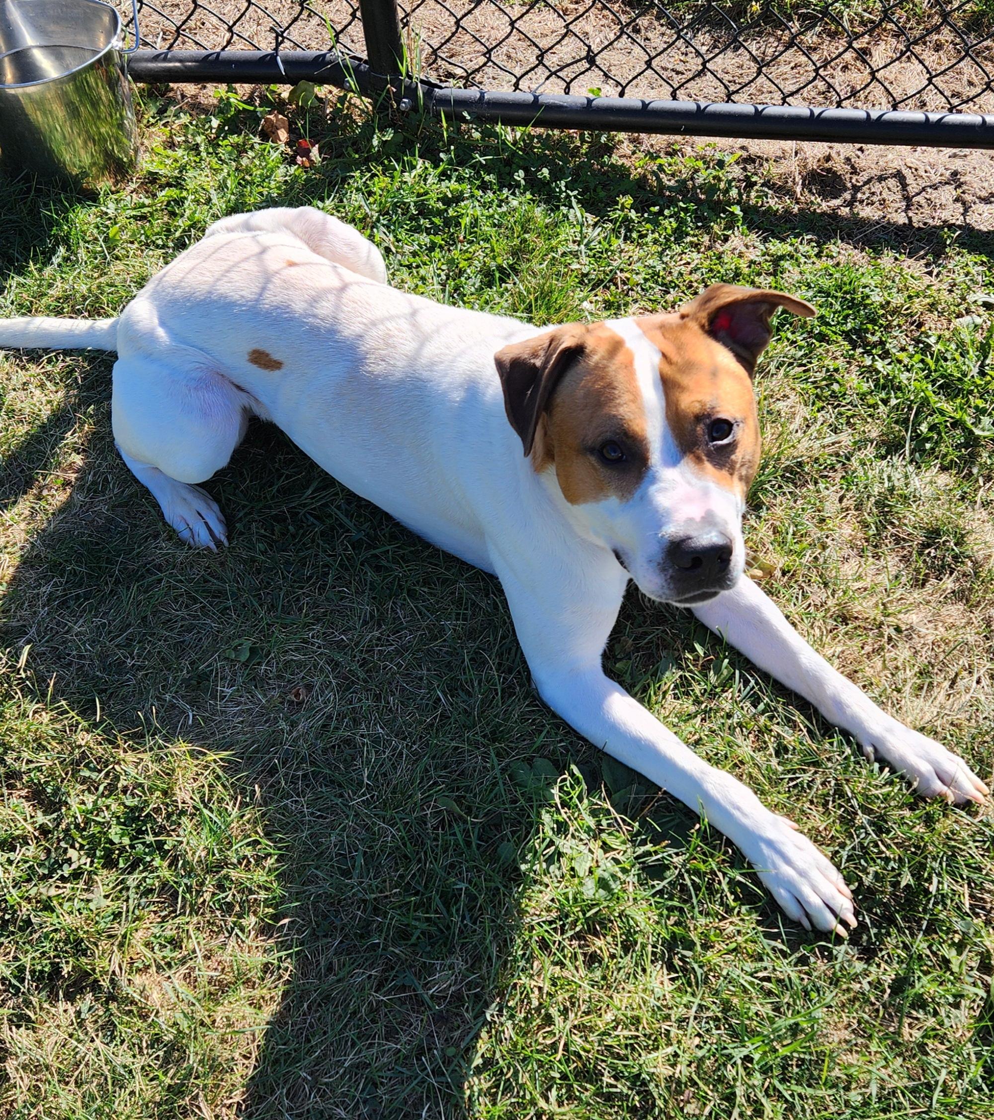 Brownie, a ADOPTABLE mixed breed in Cedar Rapids, IA image 6/6
